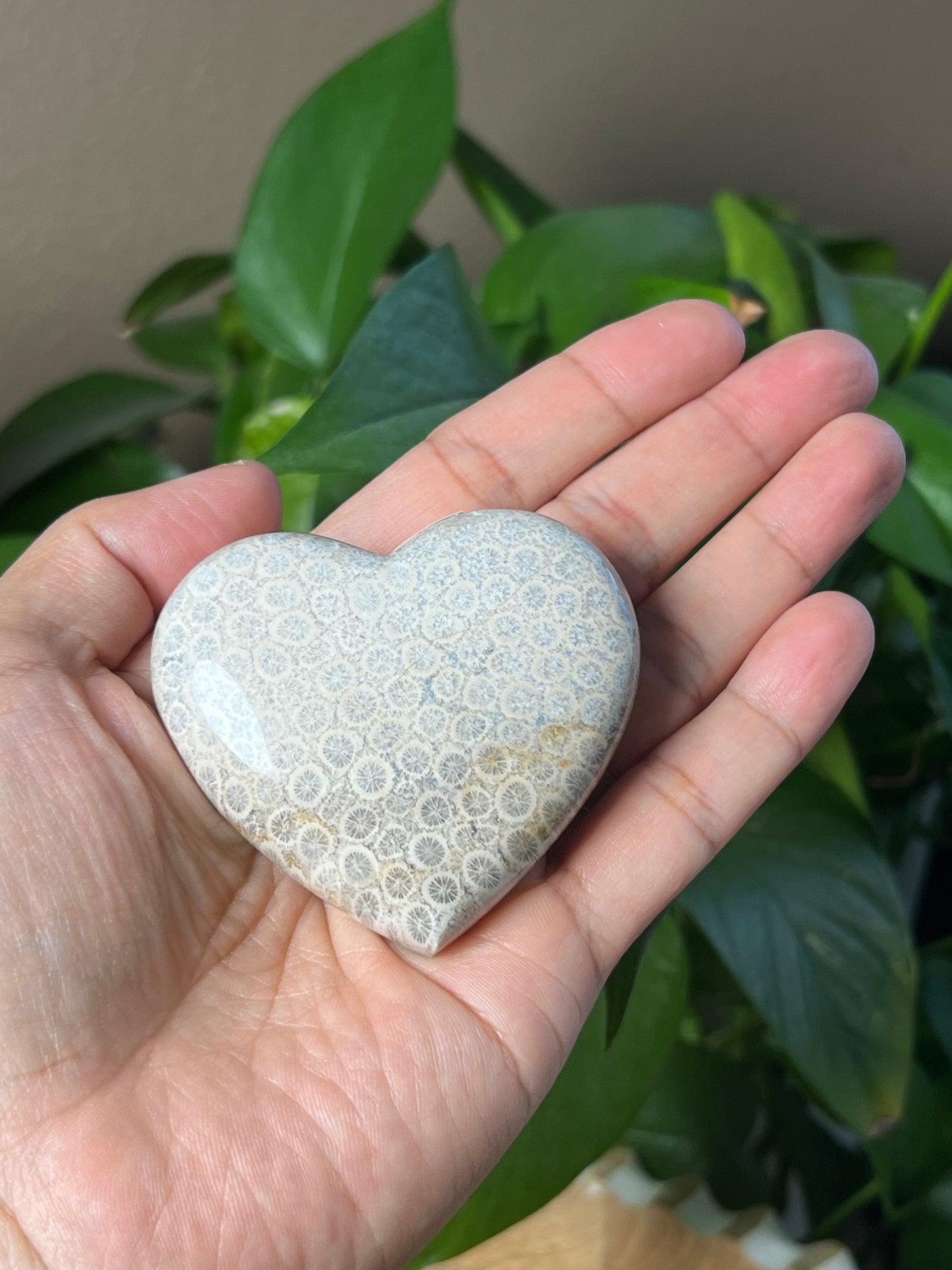 Fossil Coral Heart