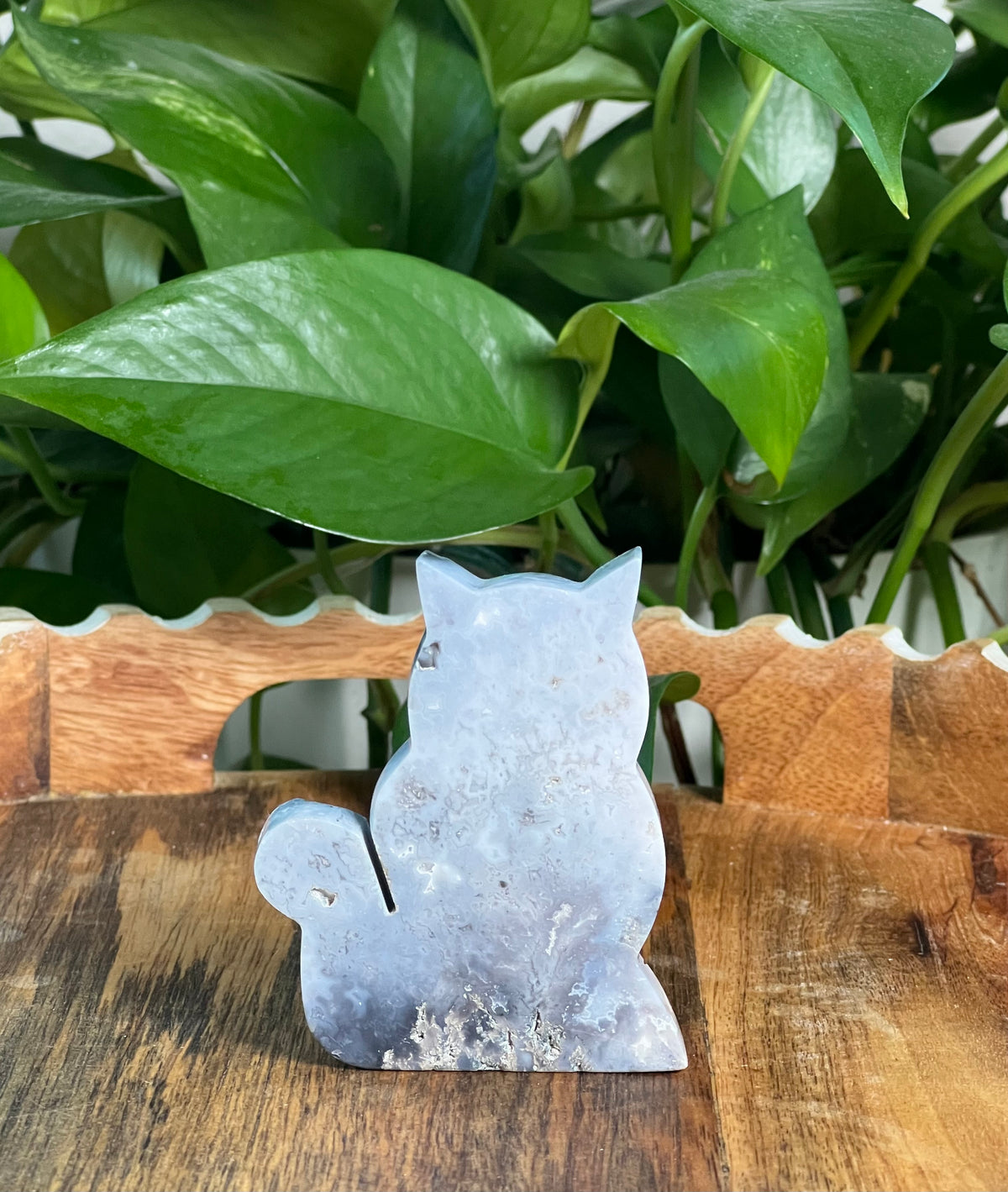 Blue Plume Agate Cats