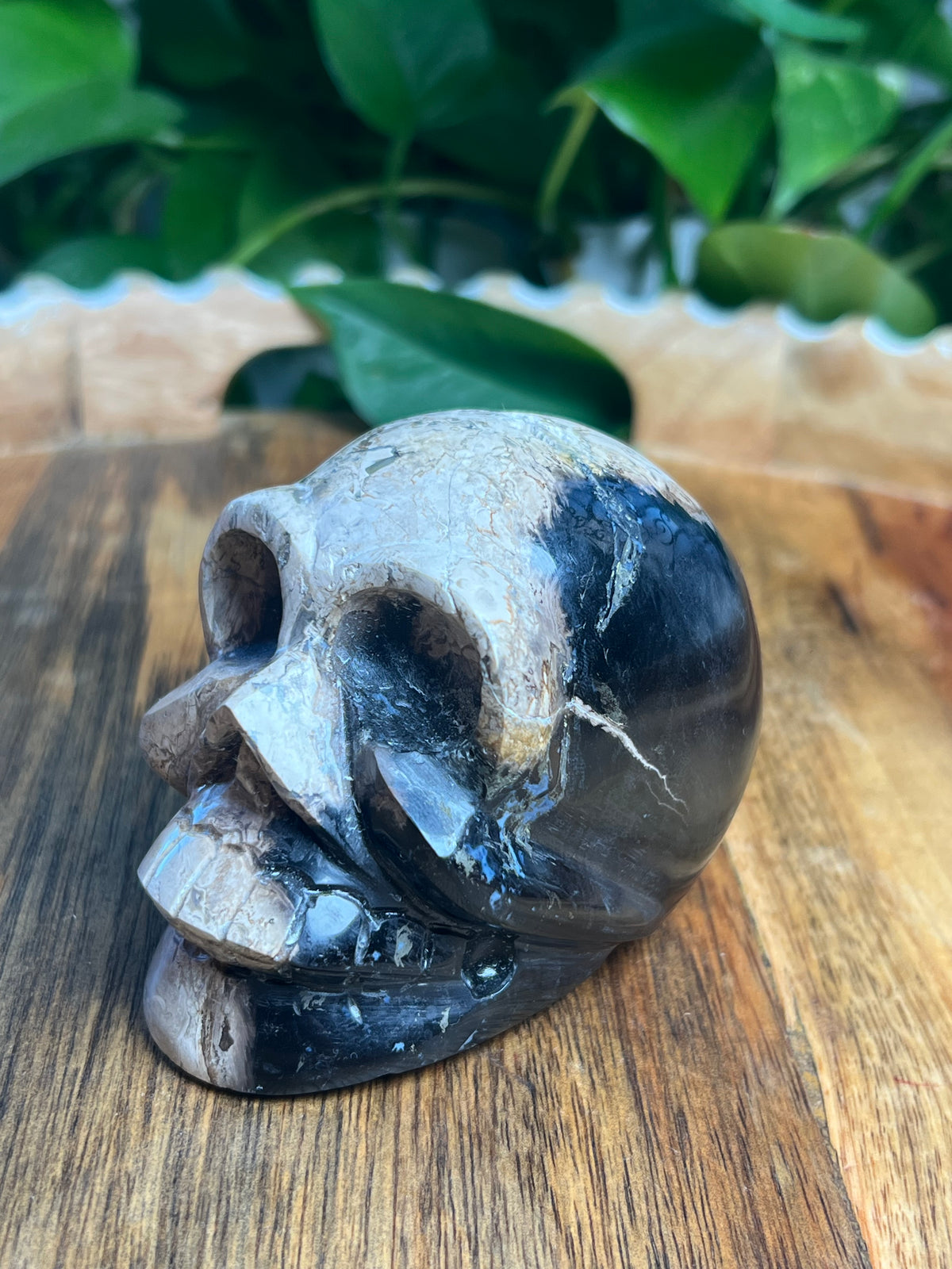 Palm Root Skull: ZL