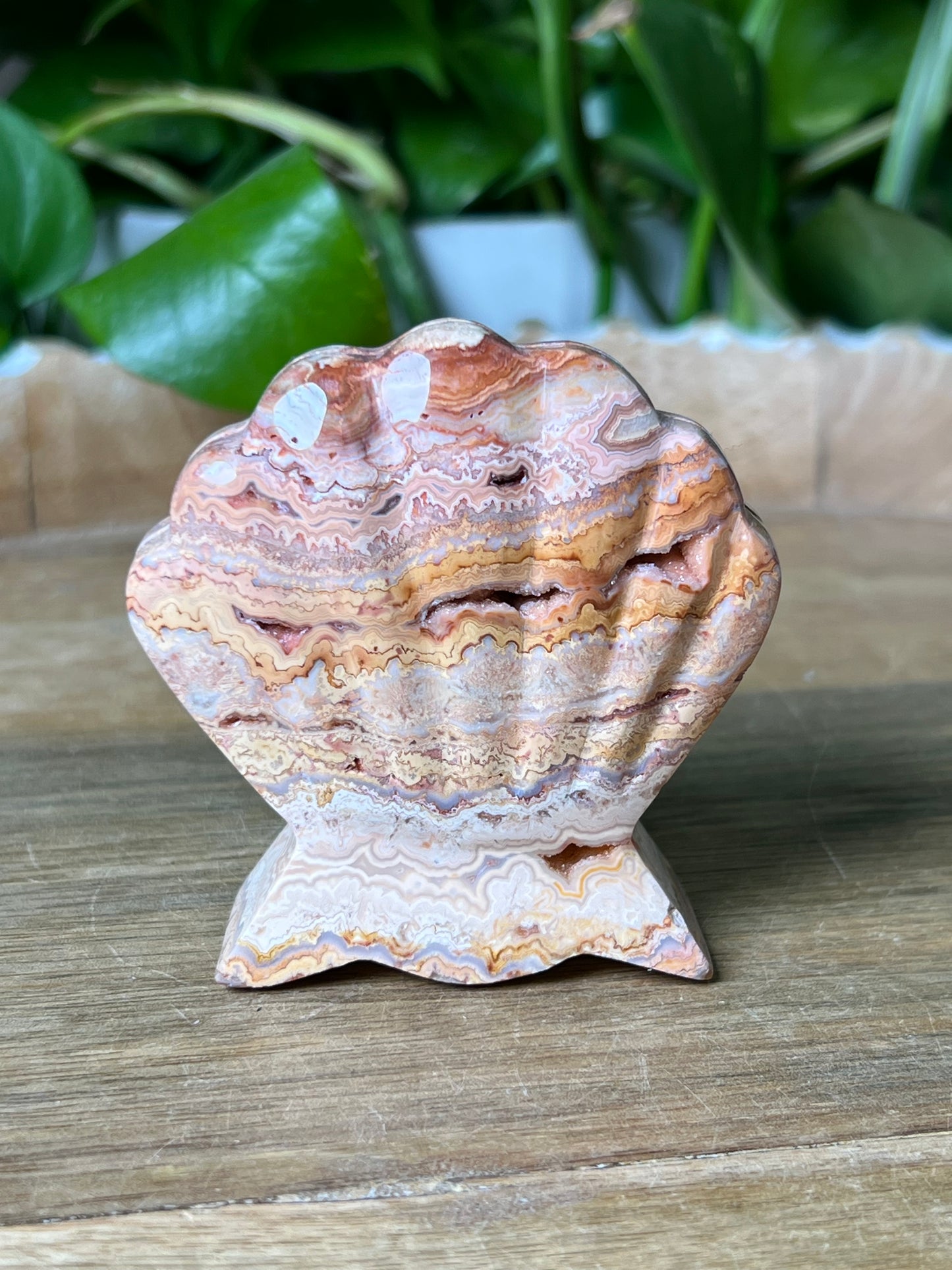 Crazy Lace Agate Shell