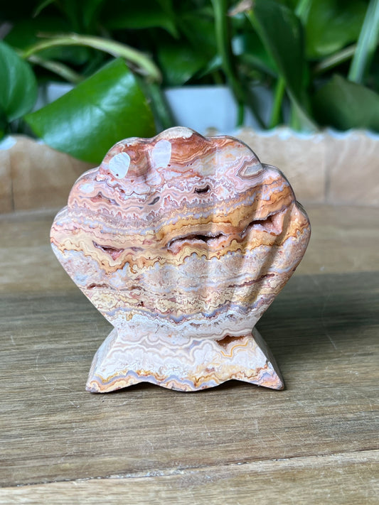Crazy Lace Agate Shell