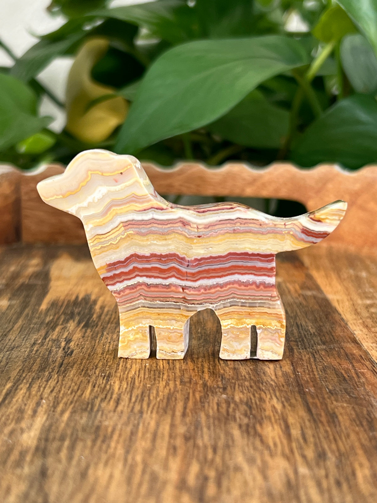 Crazy Lace Agate Dogs