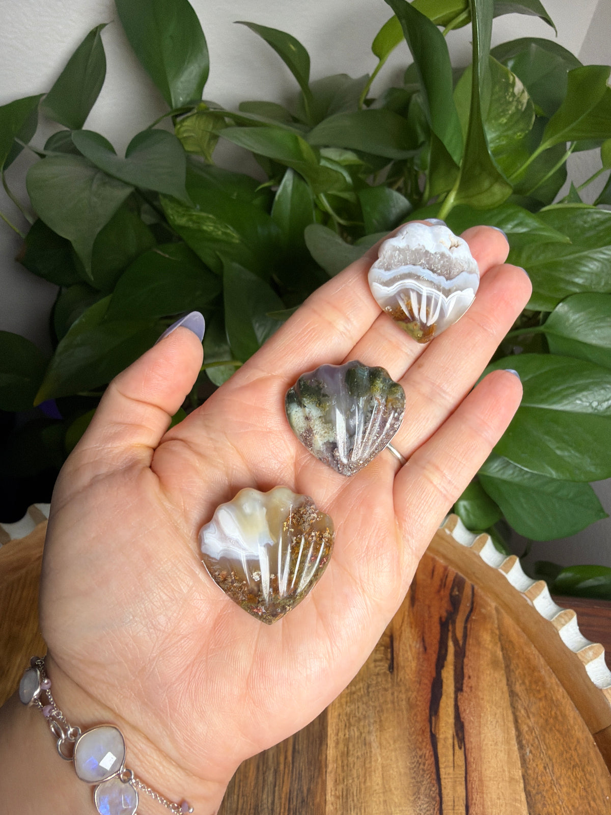 Scenic Moss Agate Shells