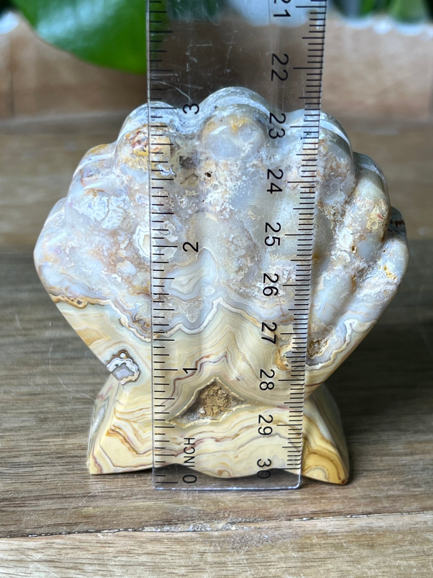 Crazy Lace Agate Shell