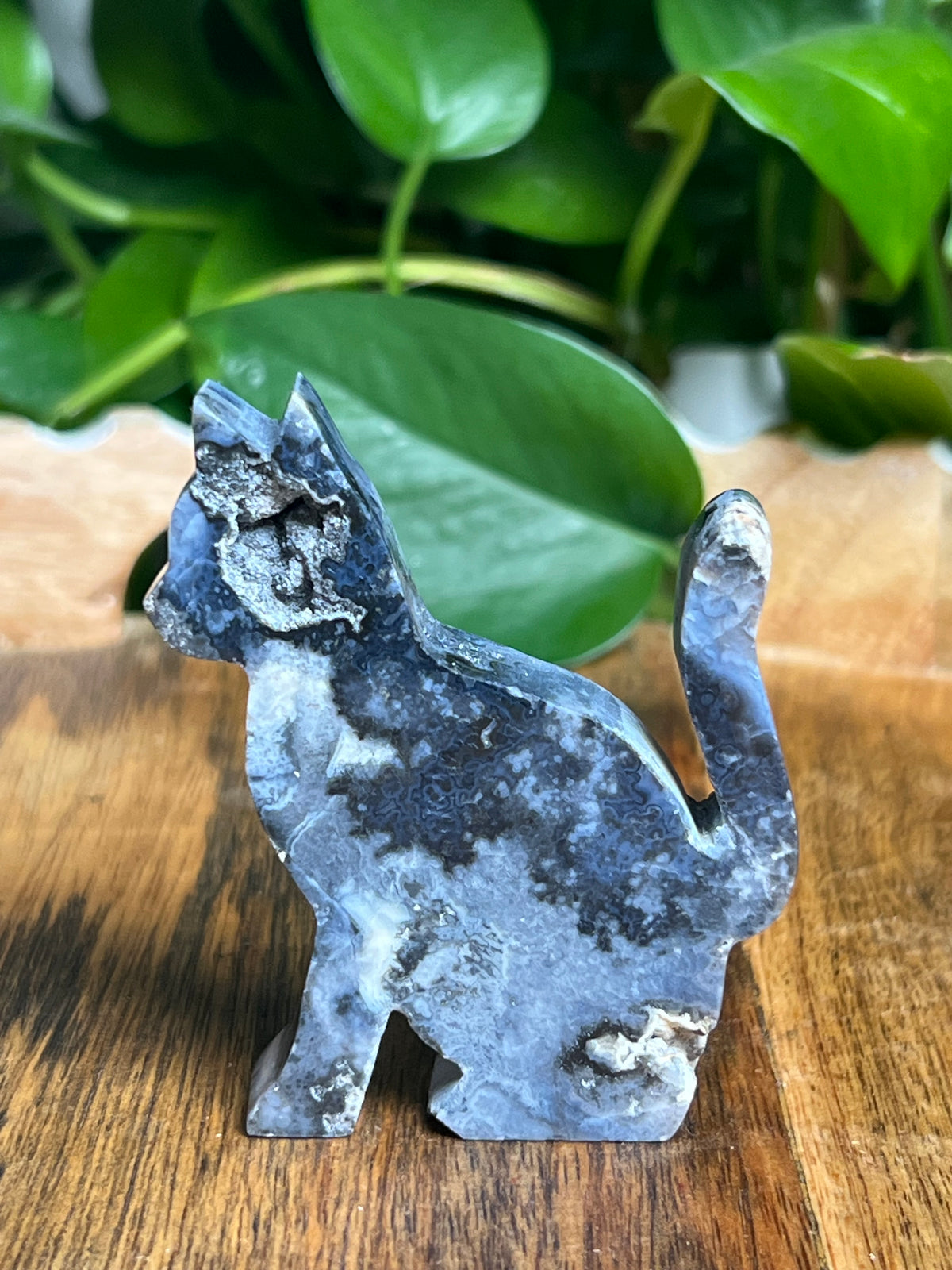 Blue Plume Agate Cat: LB