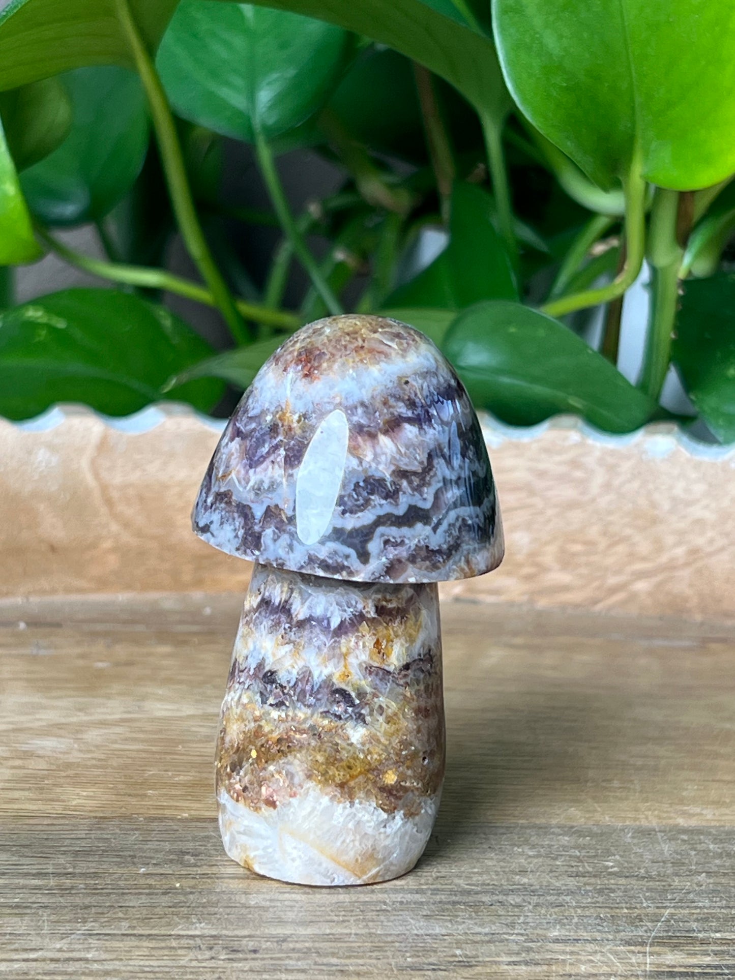 Indonesian Amethyst Mushroom: TD