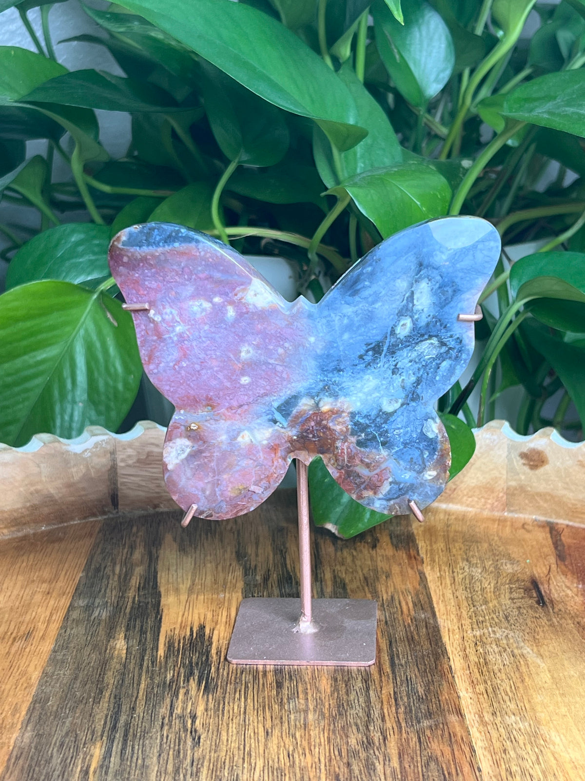 River Jasper Butterfly: KB