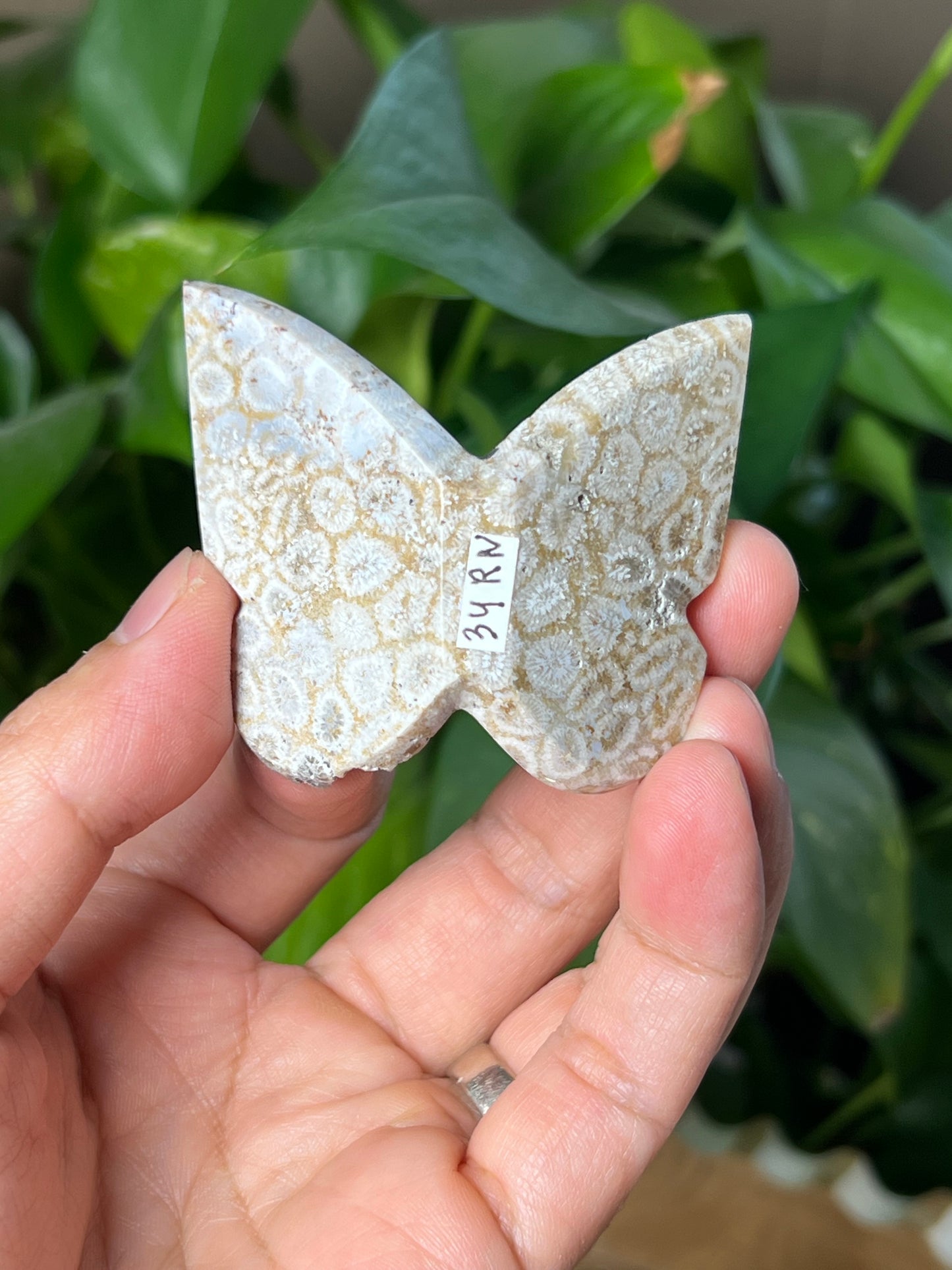 Fossil Coral 3D Butterfly