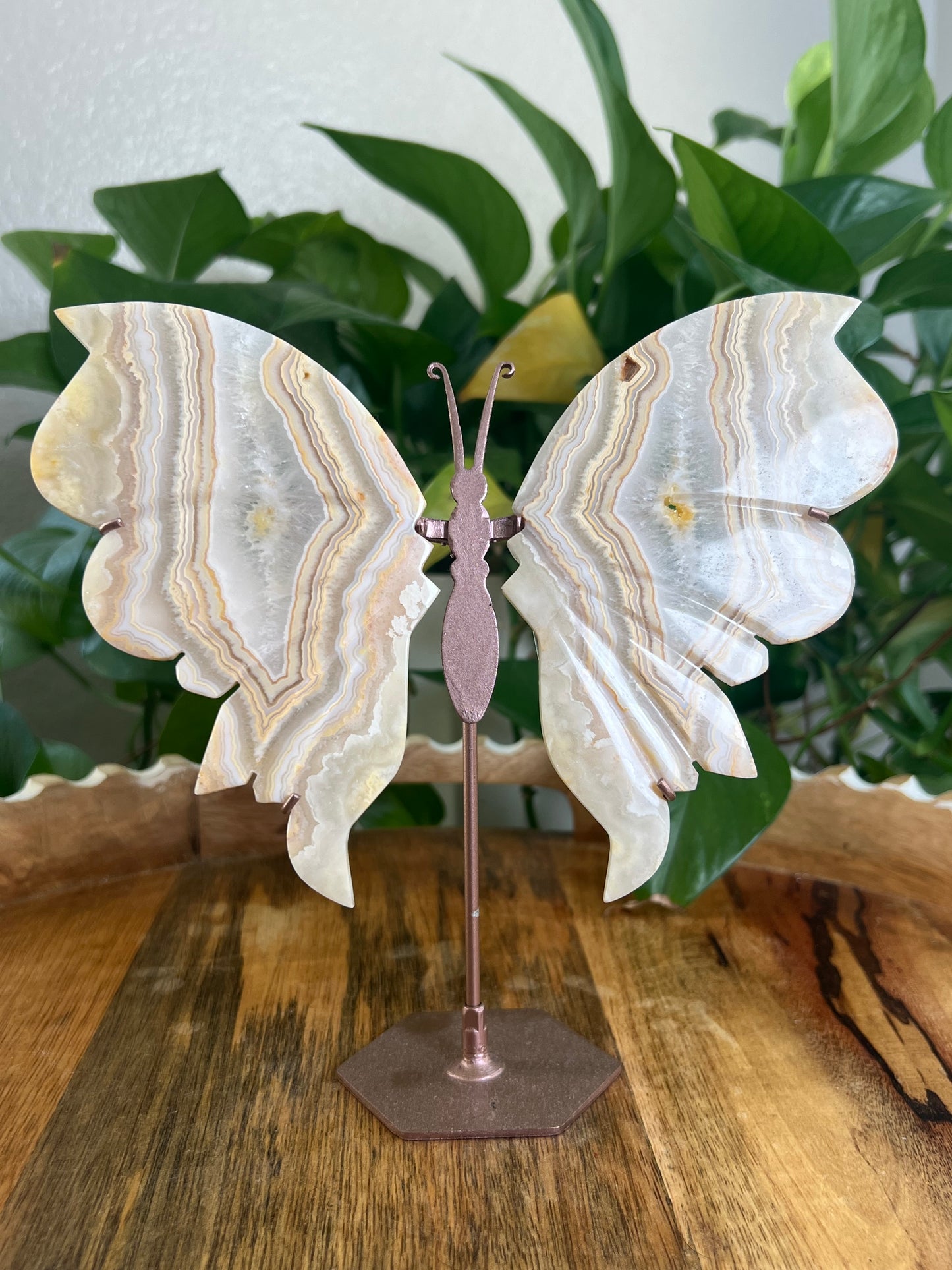 Yellow Crazy Lace Agate Wings Q