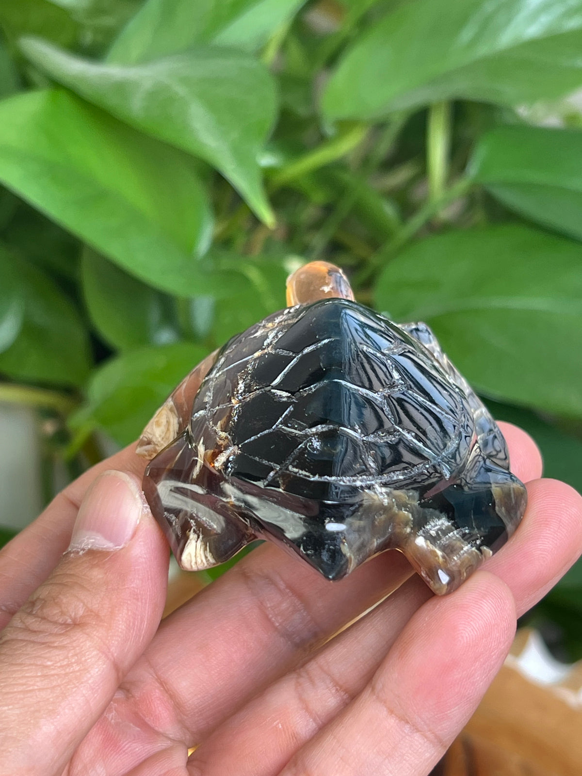 Amber Turtle: A