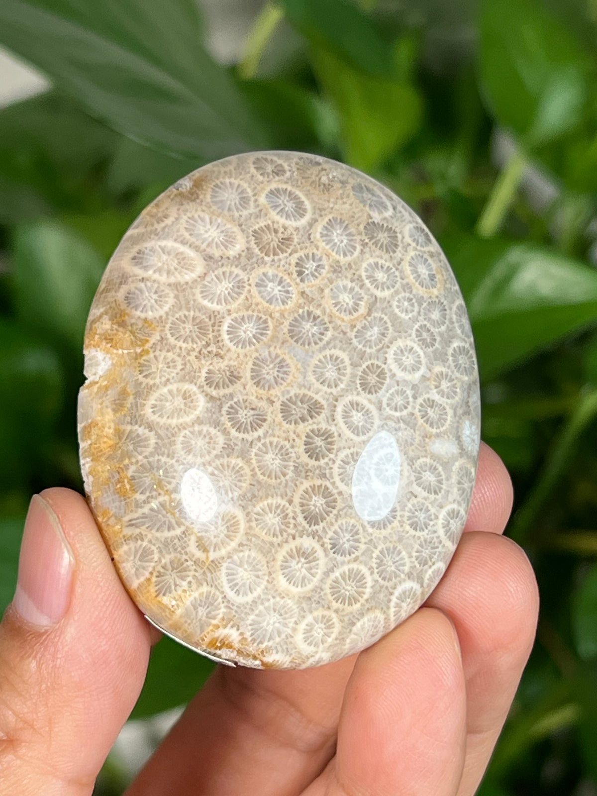 Fossil Coral Palmstones