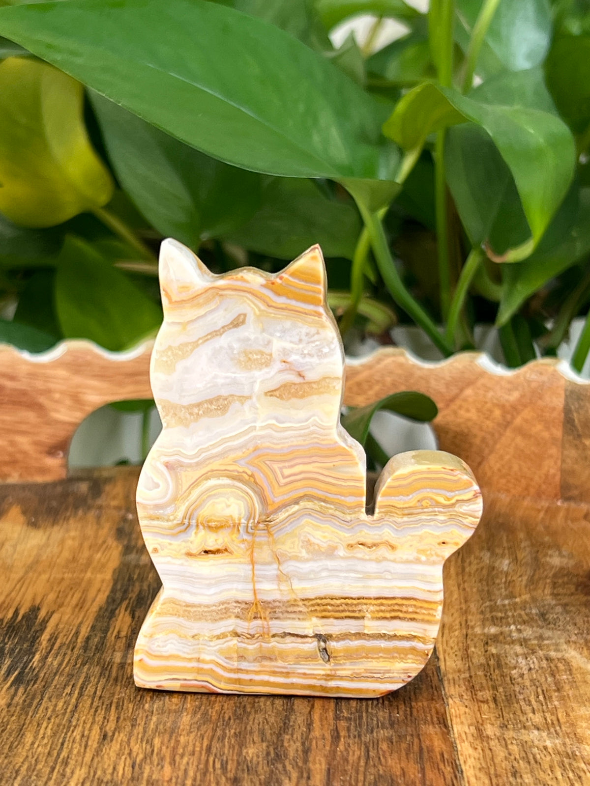 Crazy Lace Agate Cats