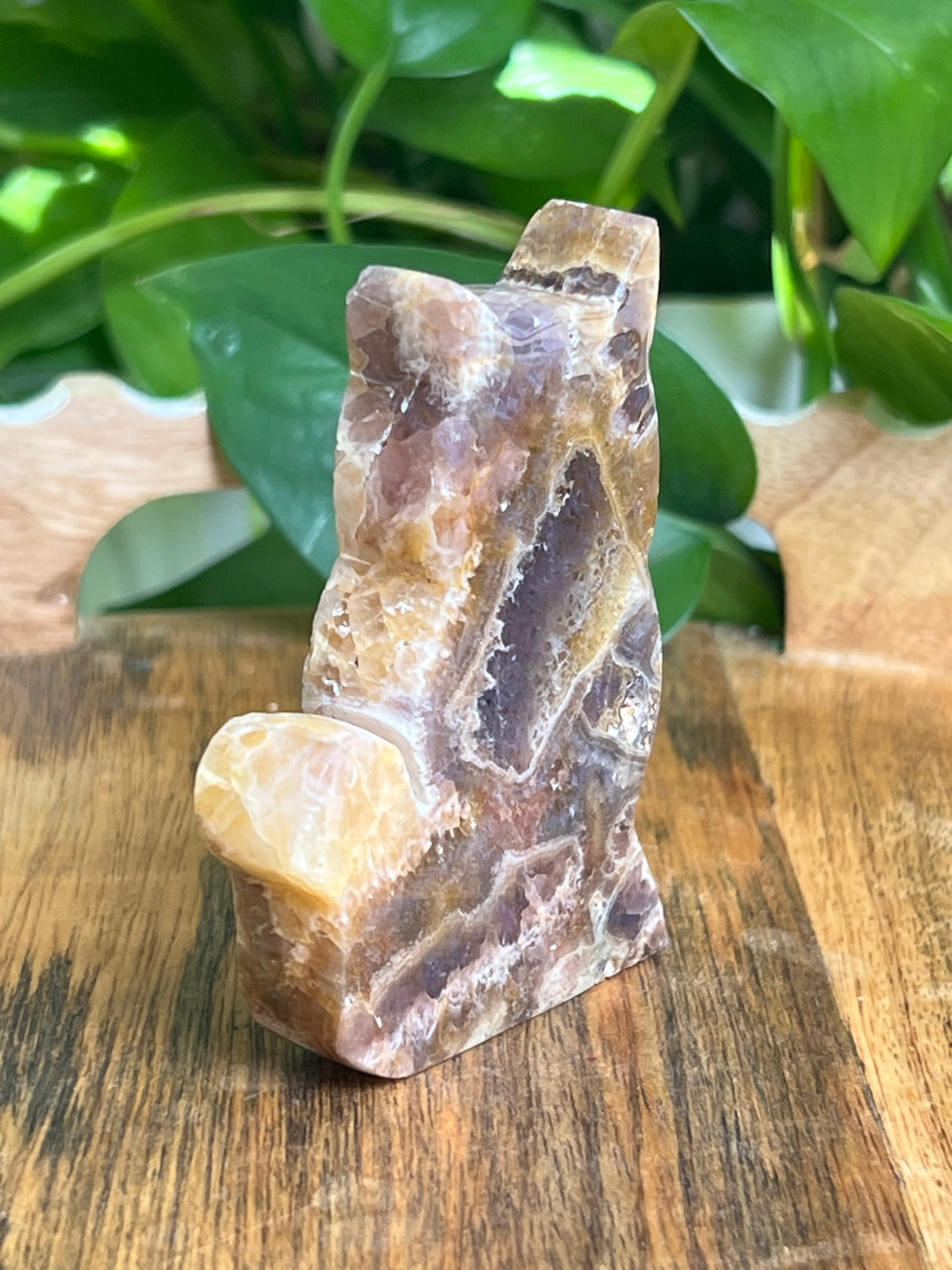Indonesian Amethyst Cat: CF