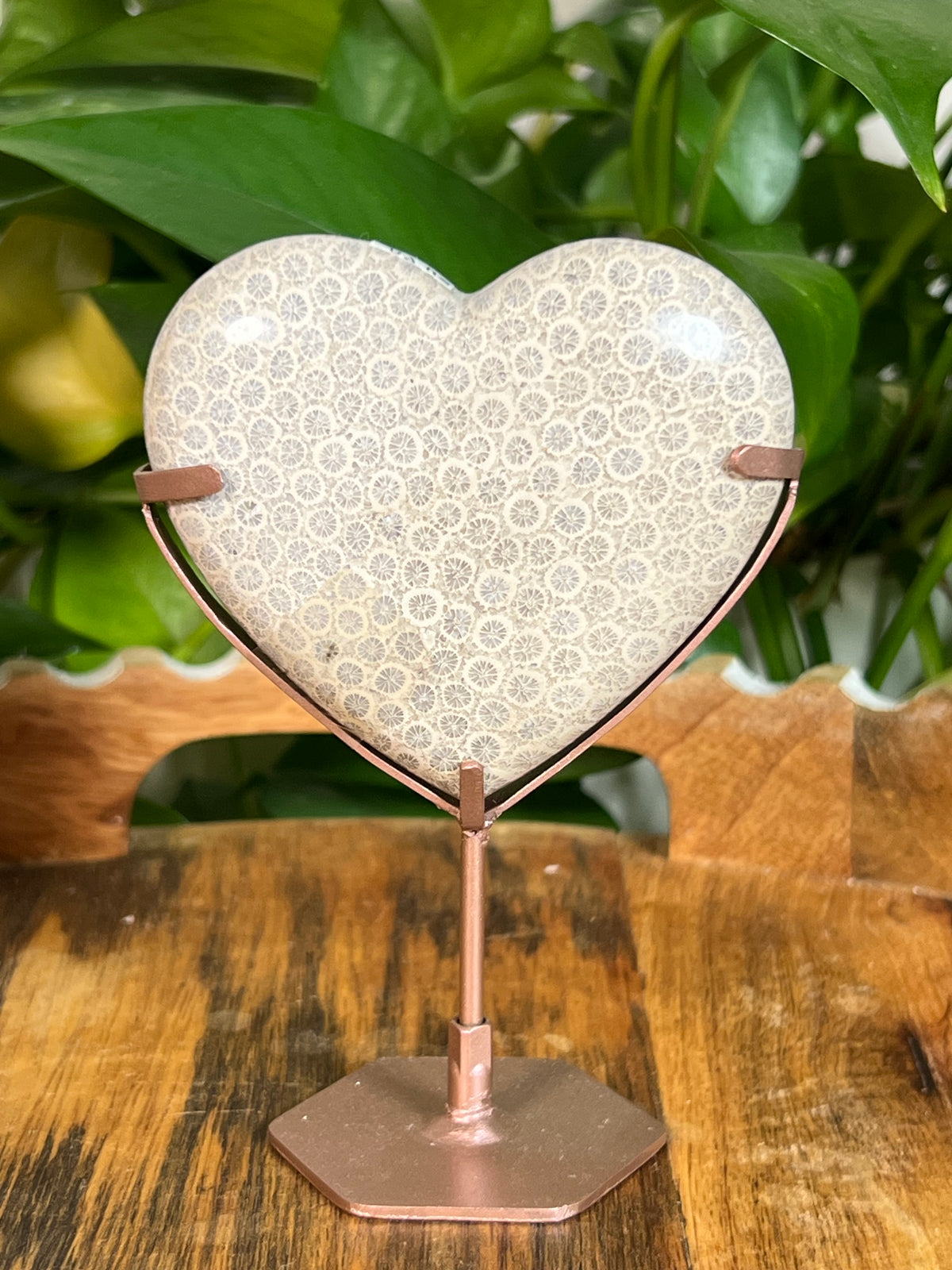 Fossil Coral Hearts