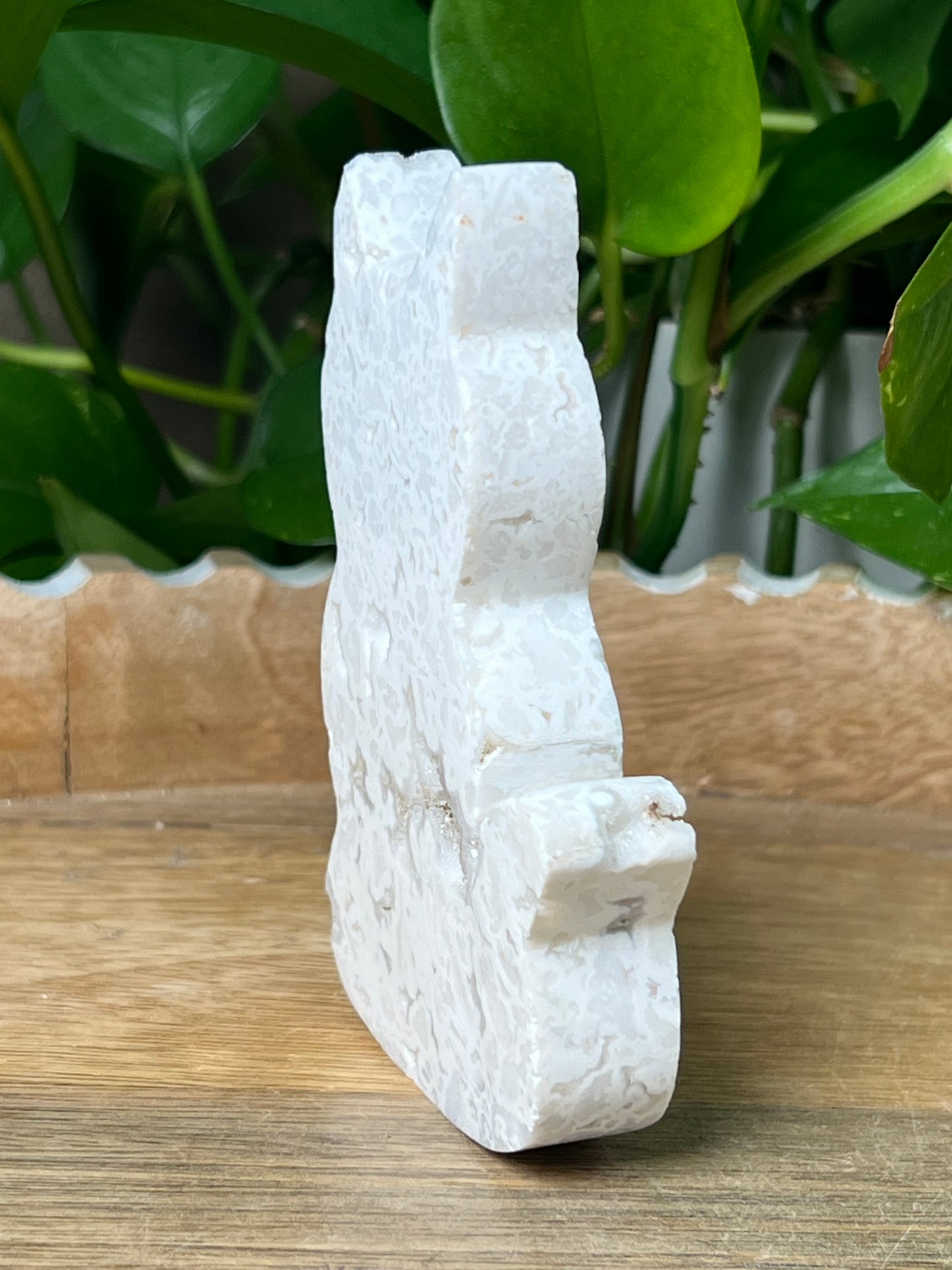White Plume Agate Cat