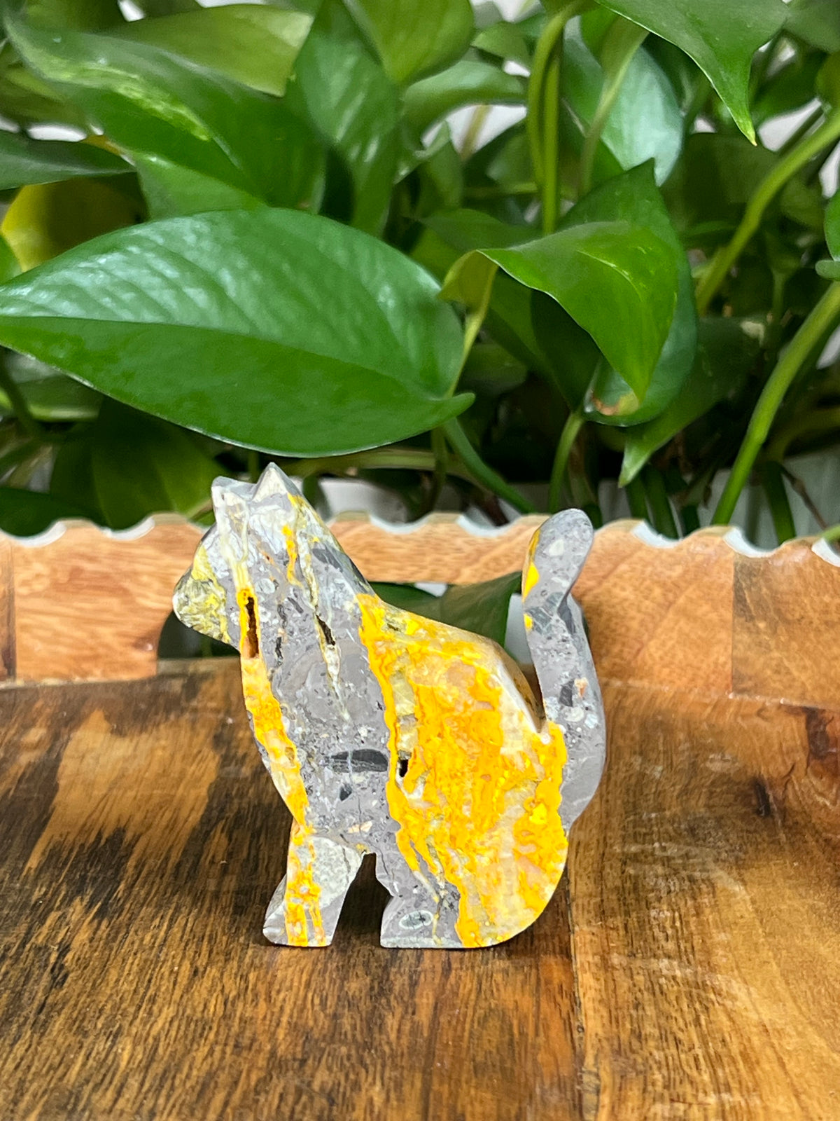 Bumblebee Jasper Cats