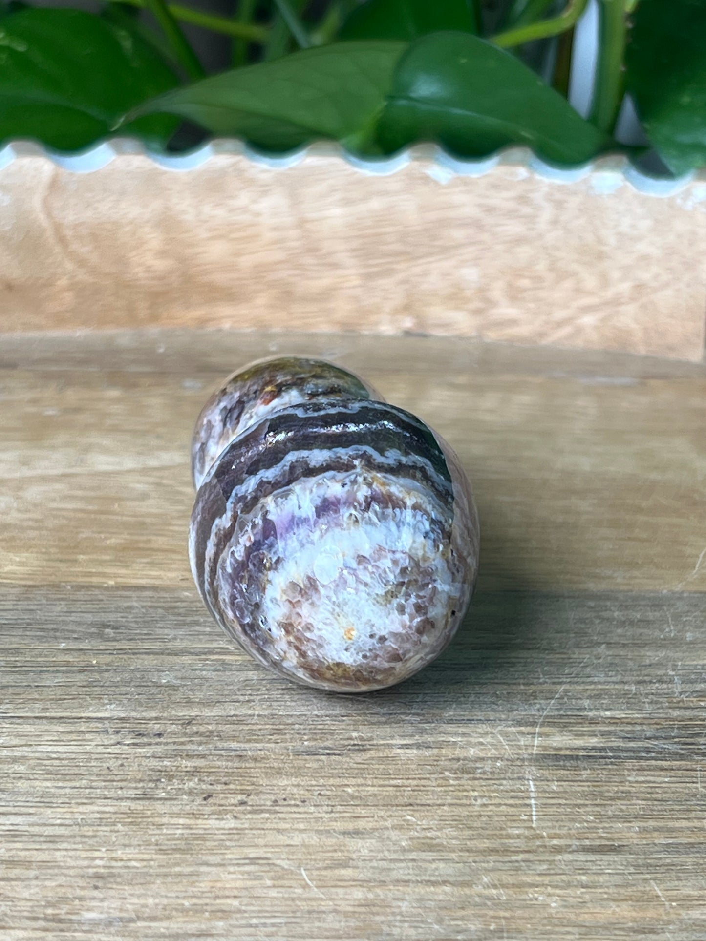 Indonesia Amethyst Mushroom: TG