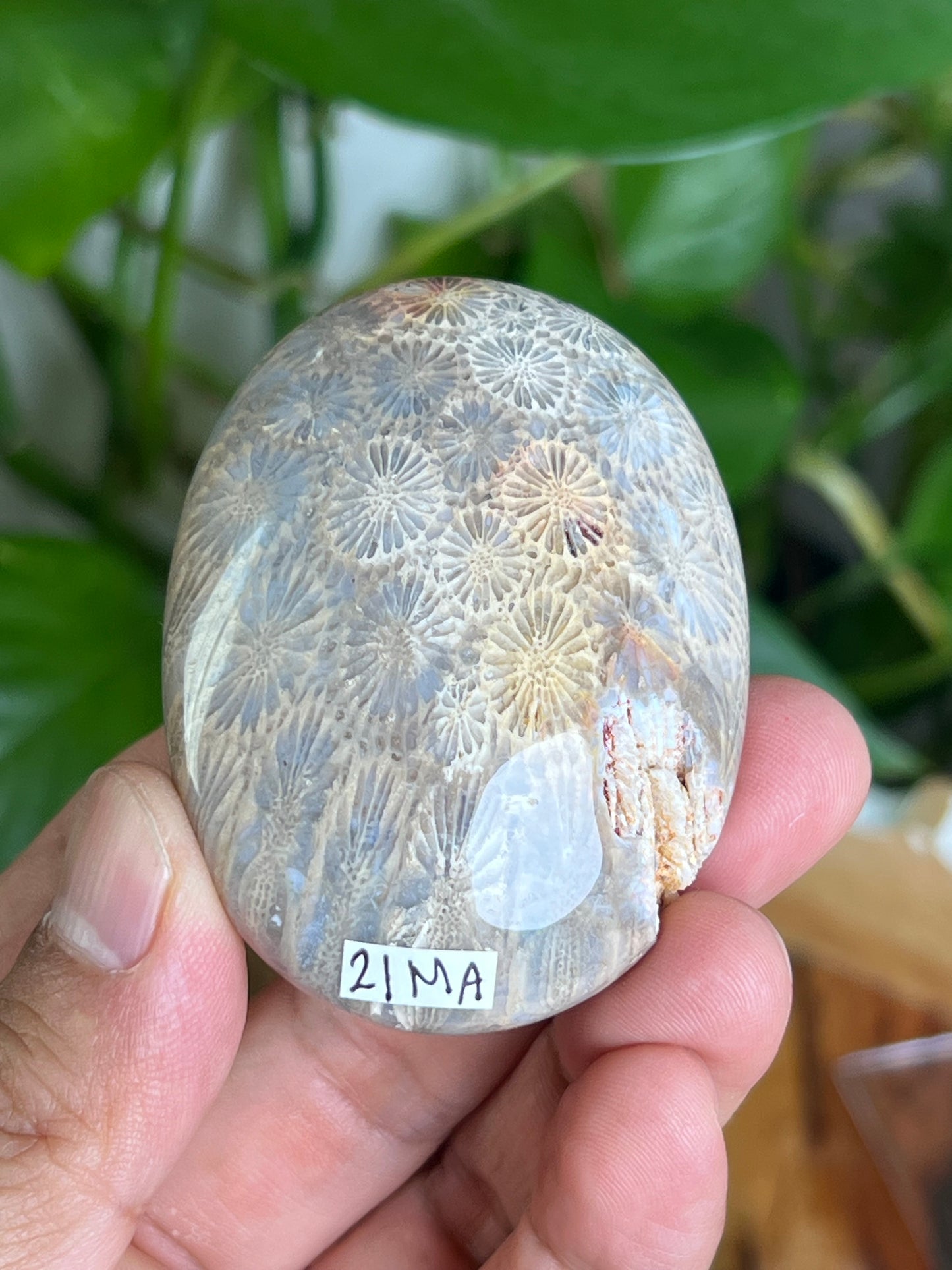 Fossil Coral Palmstone: MA