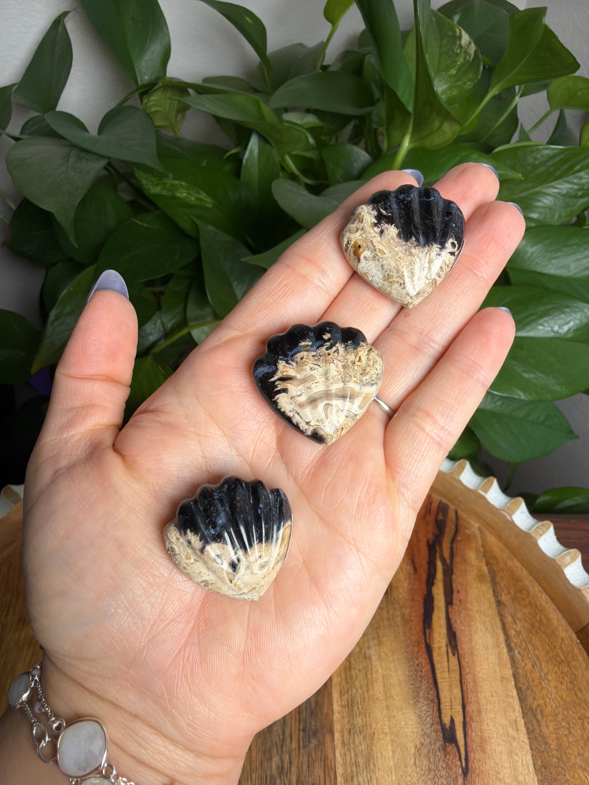Palm Root Shells