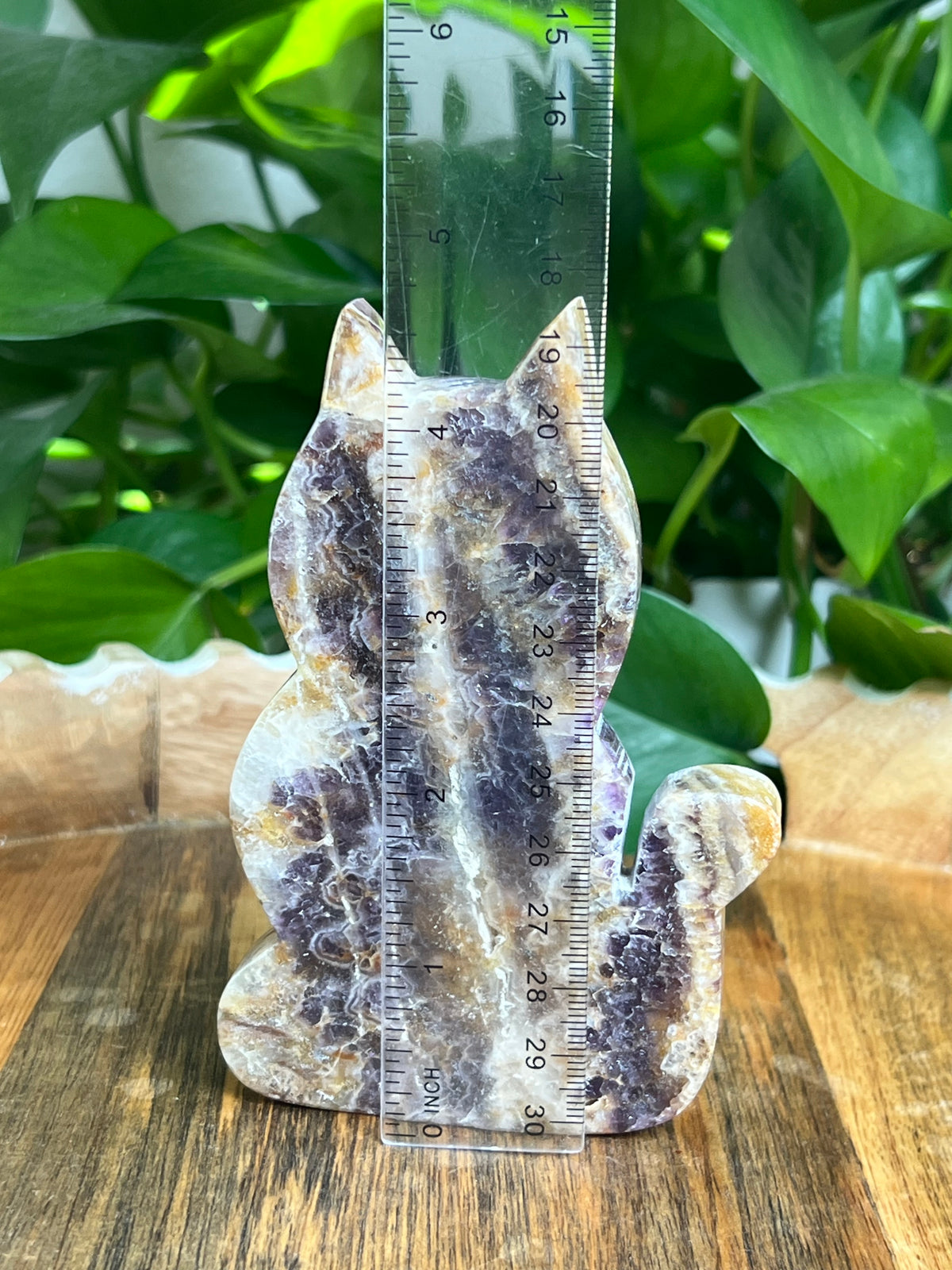 Indonesian Amethyst Cat: