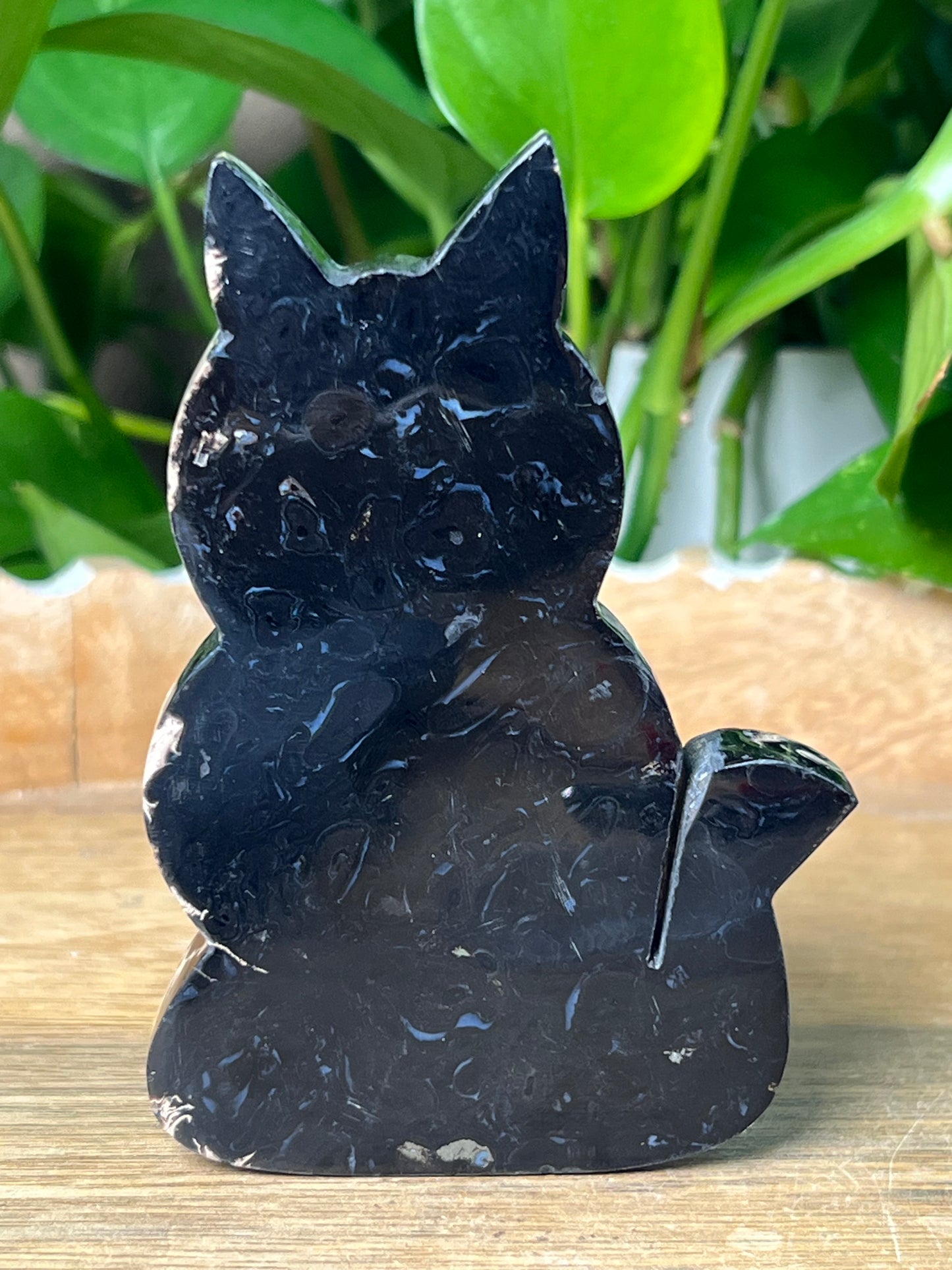 Palm Root Cat