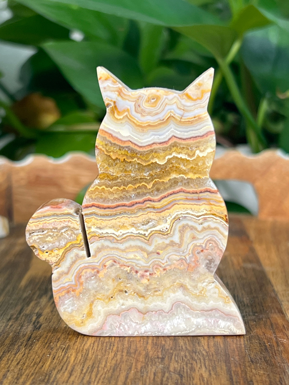 Crazy Lace Agate Small Cats