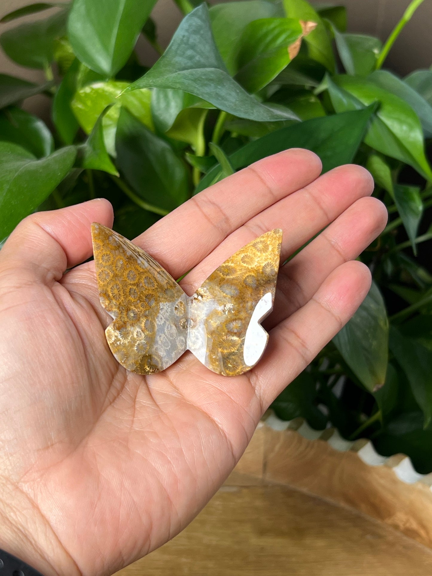 Fossil Coral 3D Butterfly