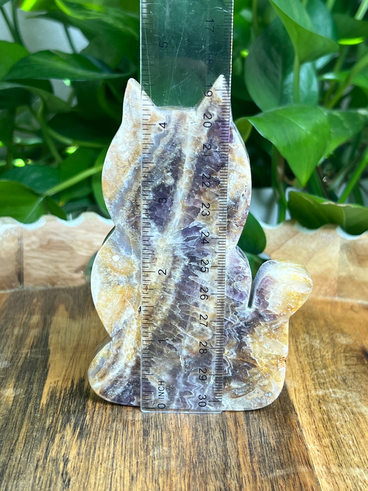 Indonesian Amethyst Cat: BC