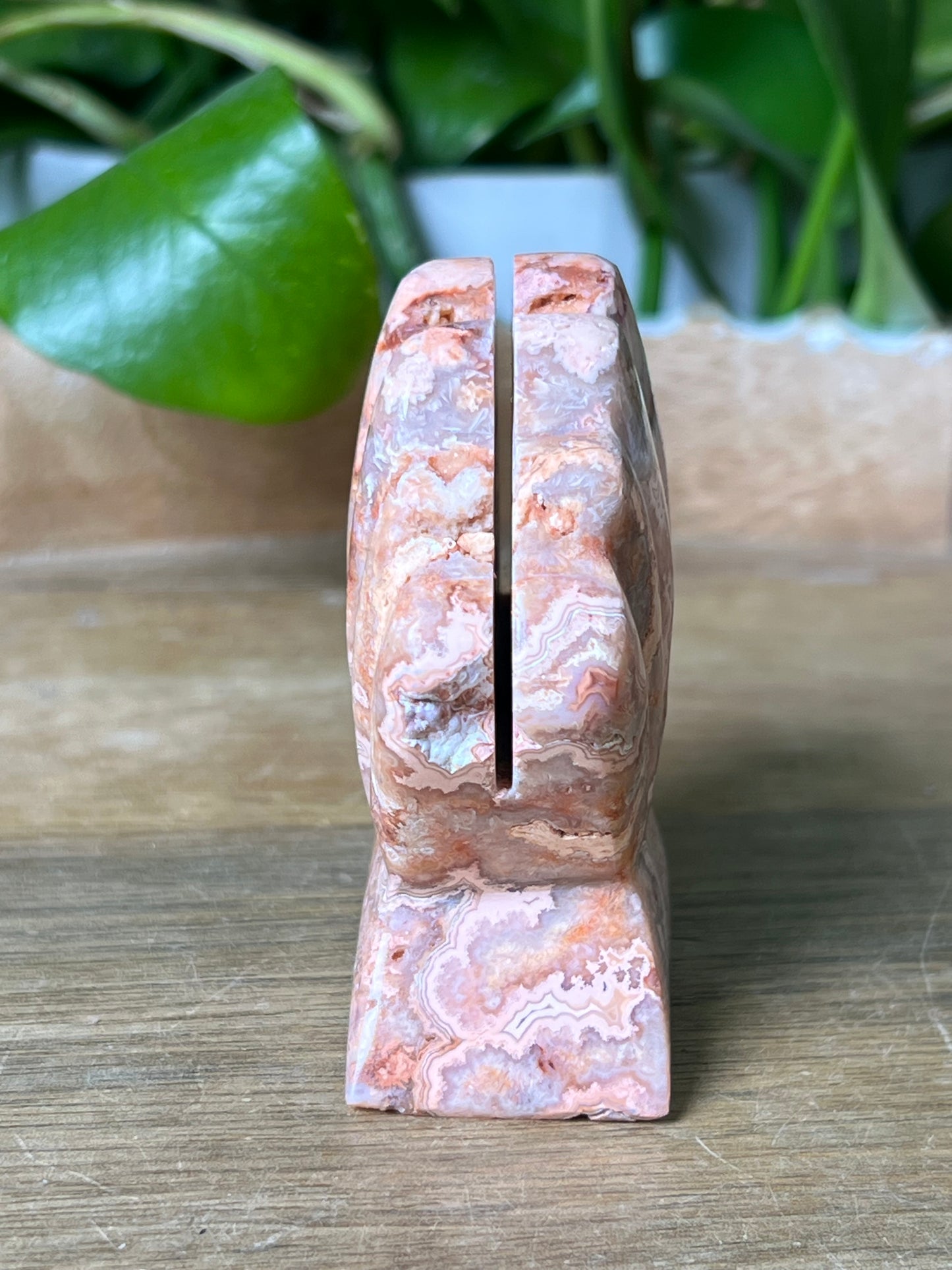 Crazy Lace Agate Shell