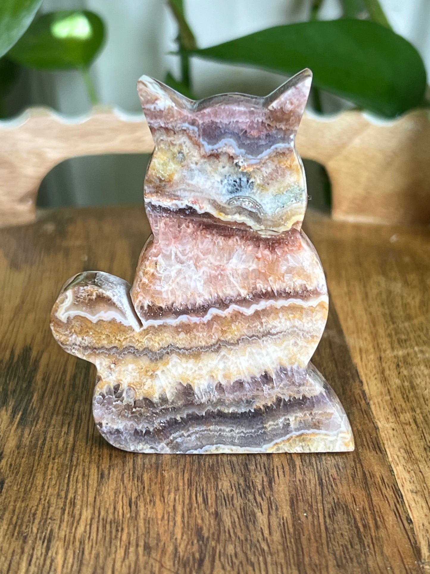 Indonesian Amethyst Cat CN