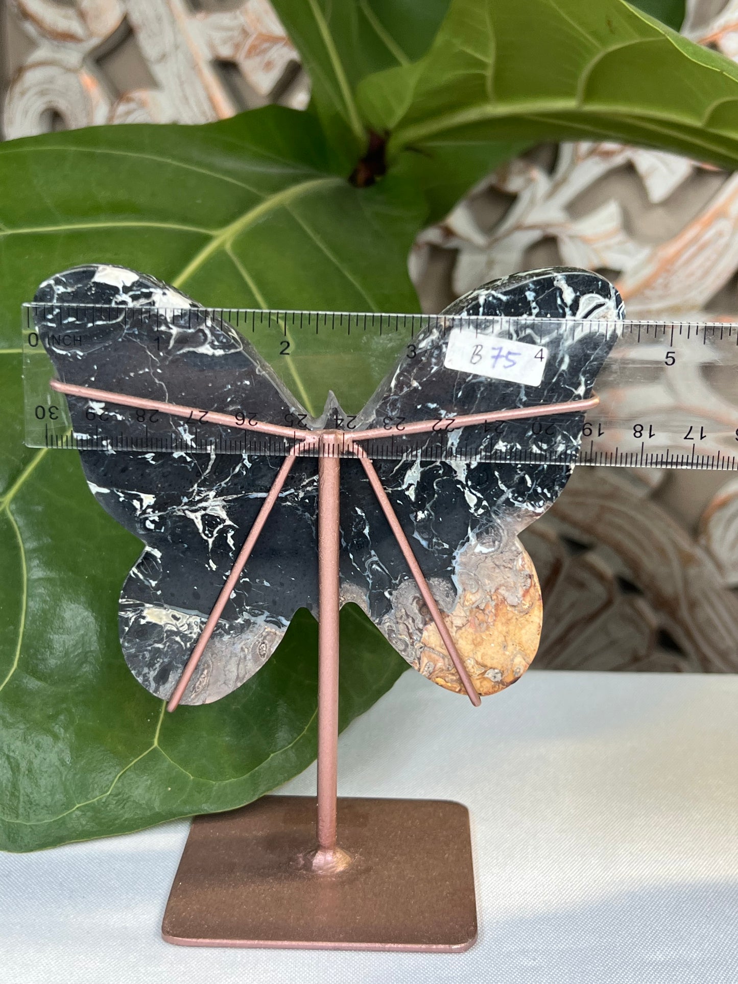 Palm Root Butterfly