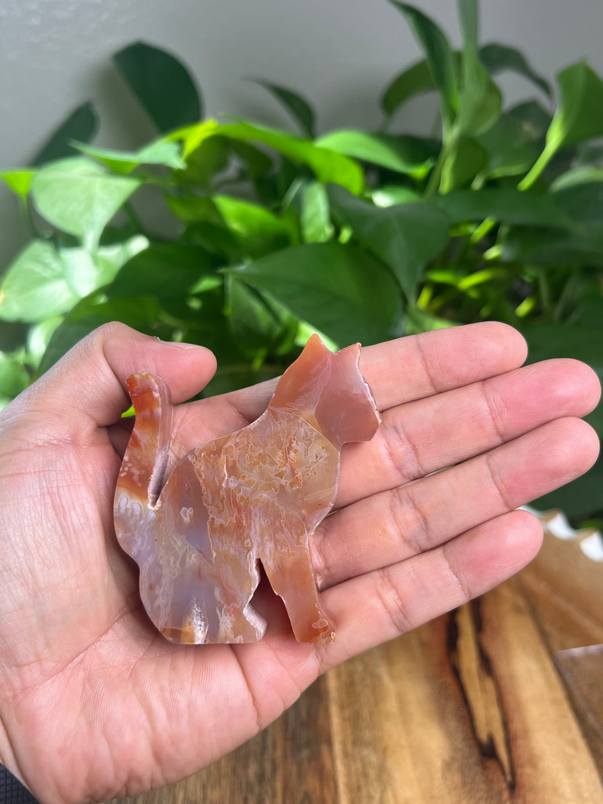 Carnelian Cat: PM