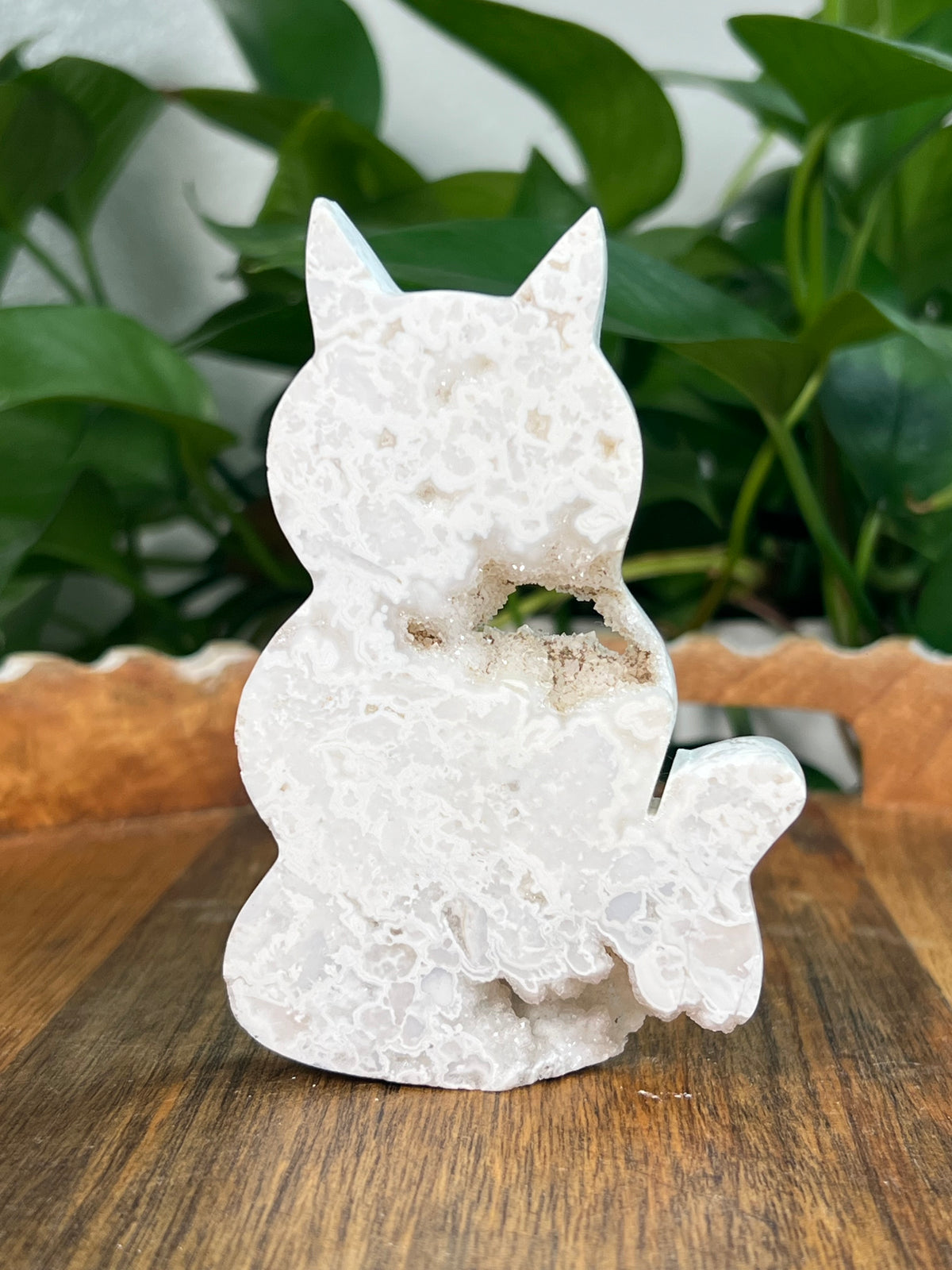 White Plume Agate Cats