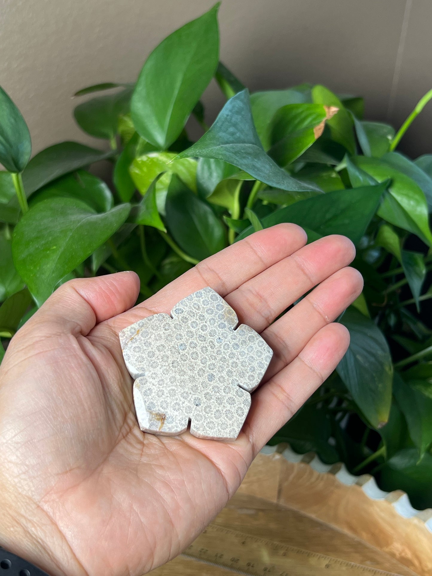 Fossil Coral Flower