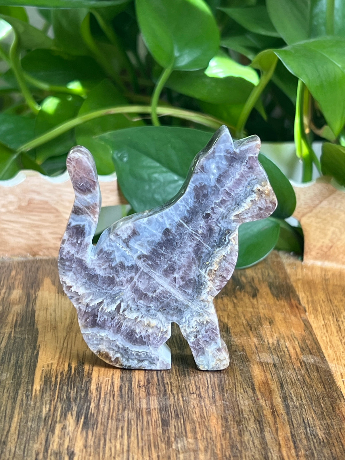 Indonesian Amethyst Cat: MH