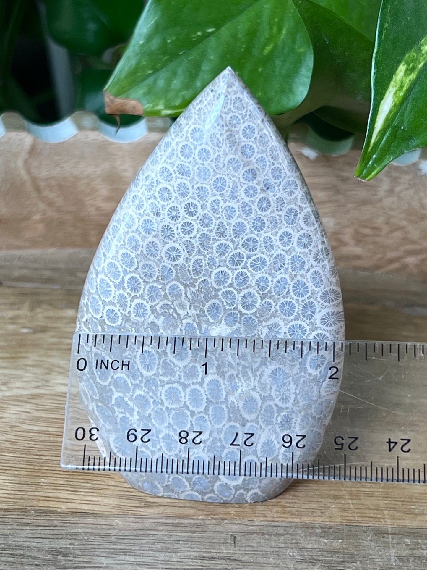 Fossil Coral Flame