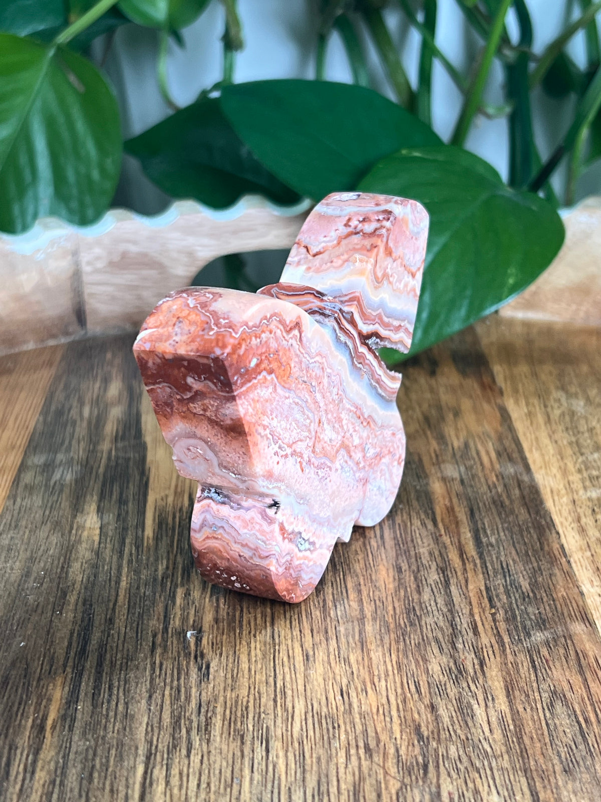 Crazy Lace Agate Butterfly: D