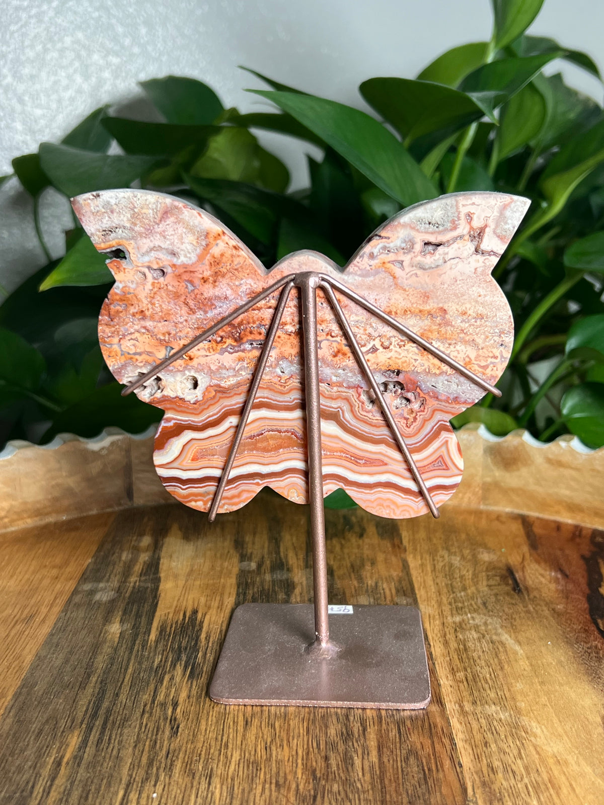 Crazy Lace Agate Butterfly: H