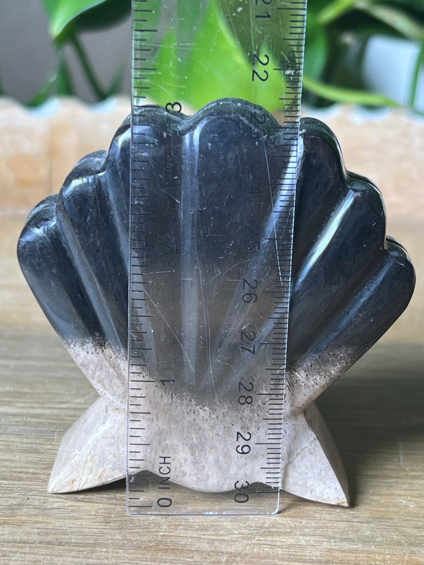 Palm Root Shell