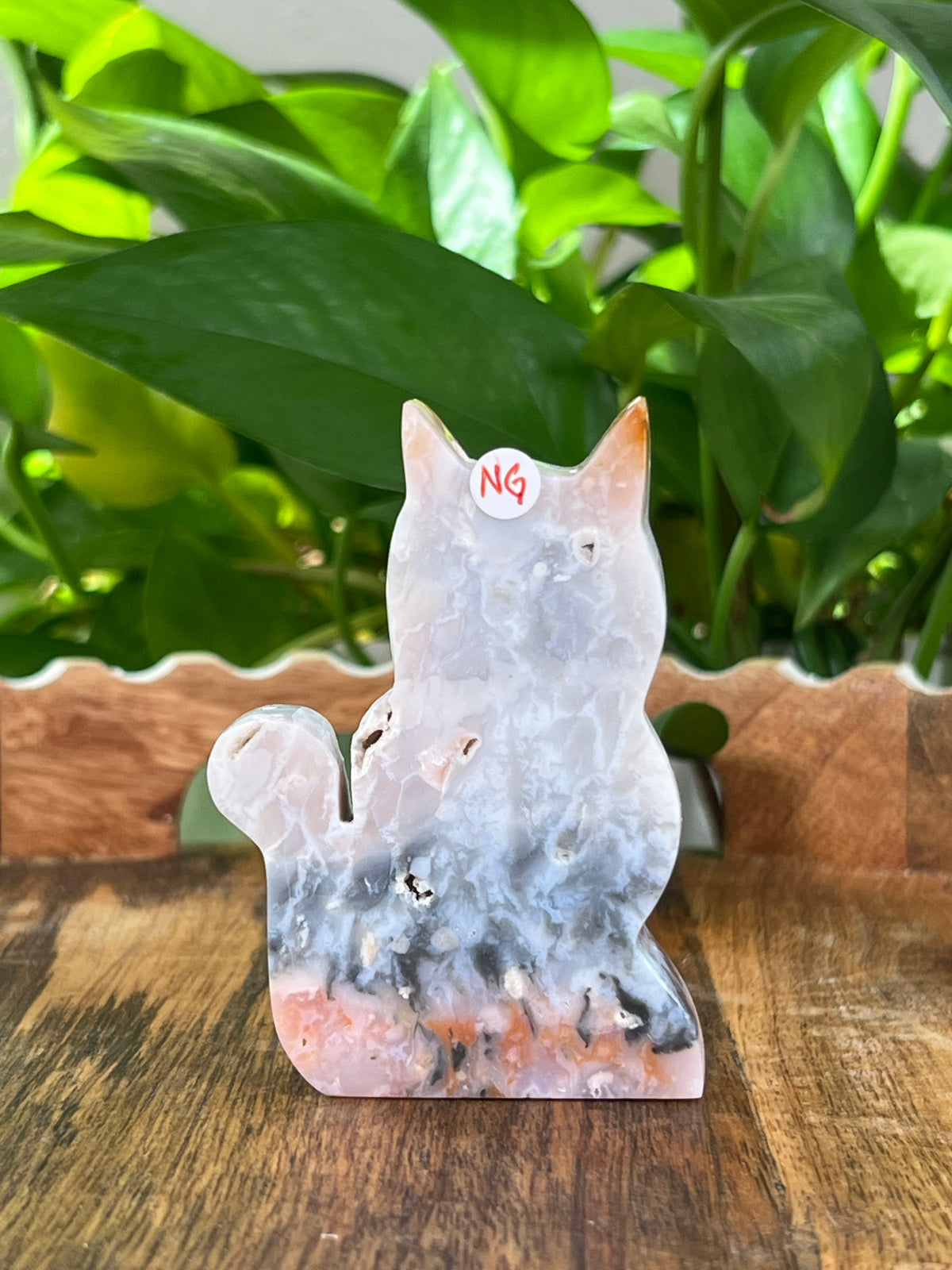 Rainbow Plume Agate Cats