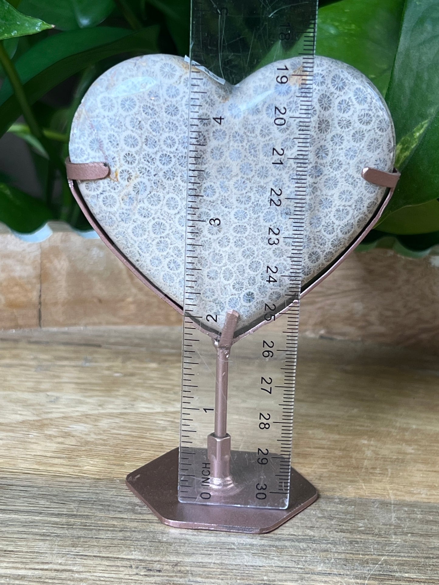 Fossil Coral Heart