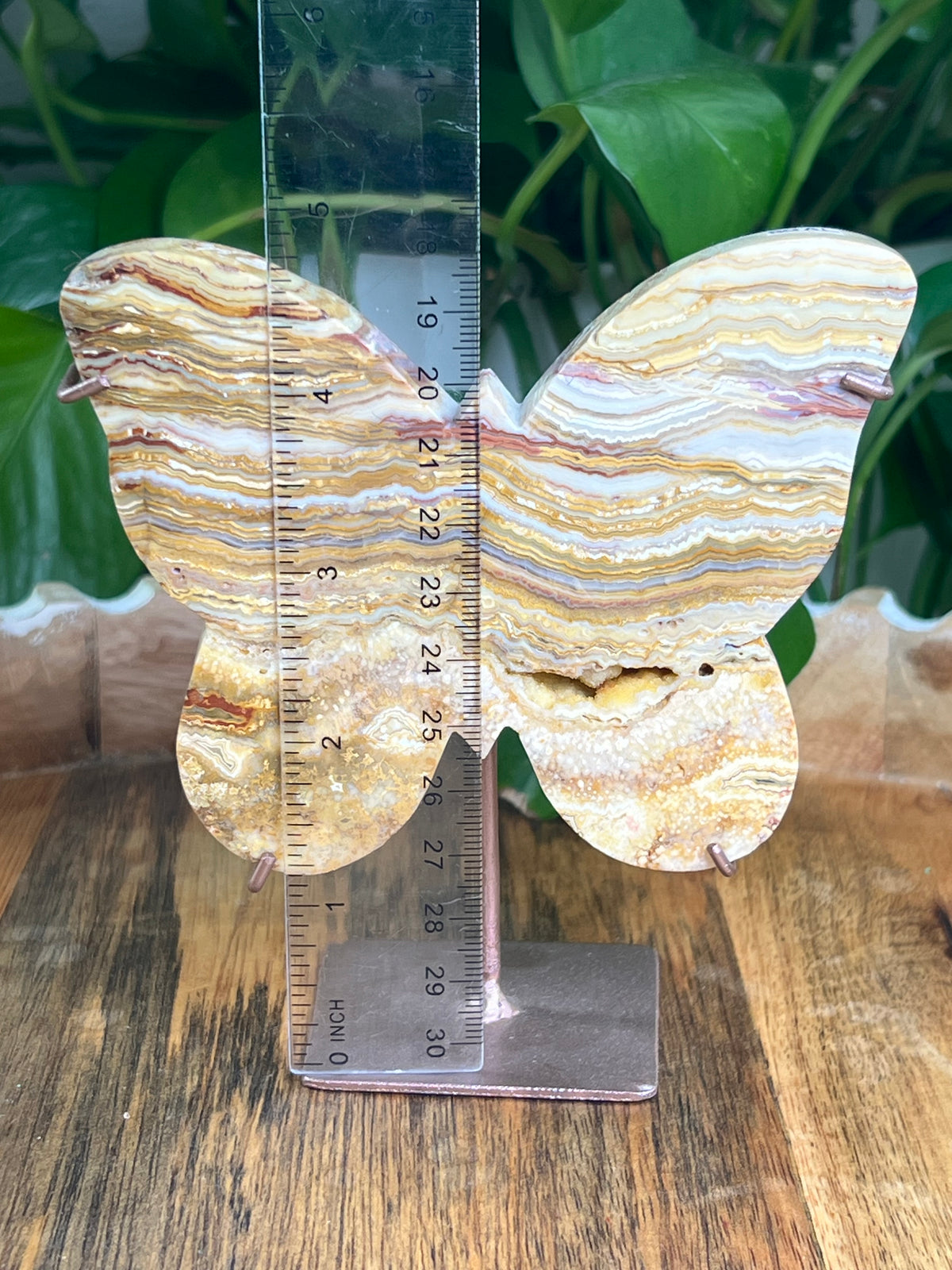 Crazy Lace Agate Butterfly: AL