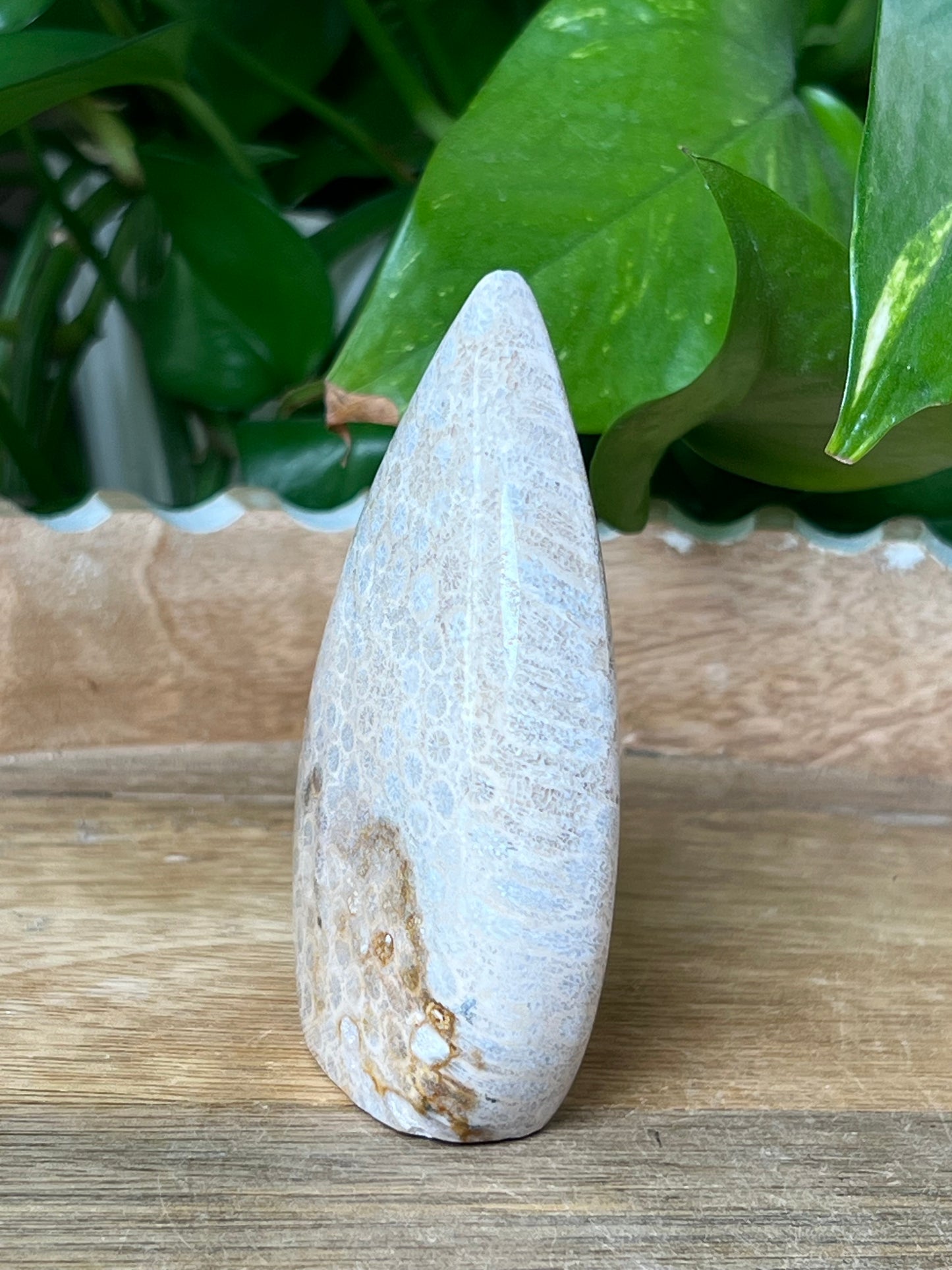 Fossil Coral Flame