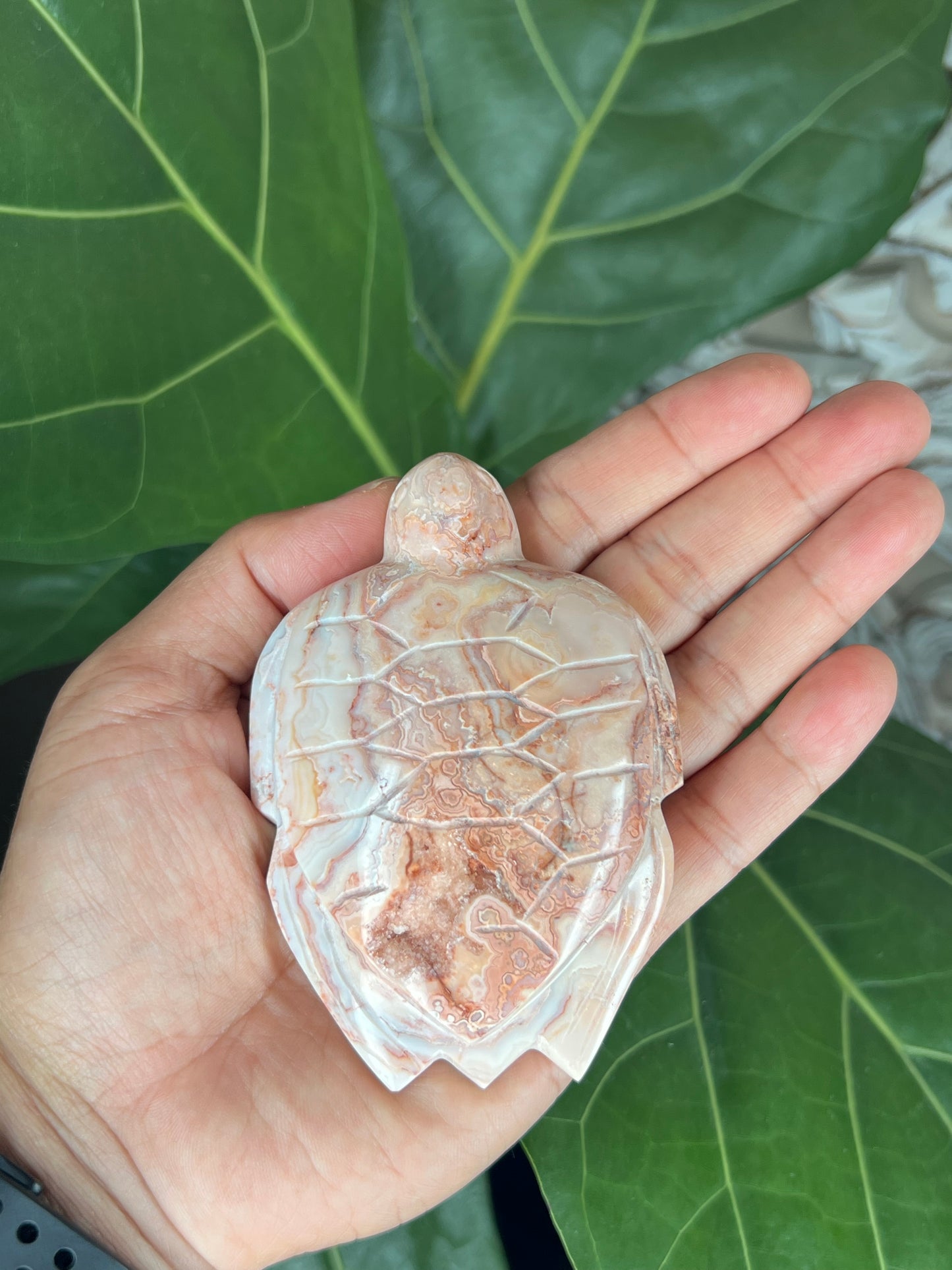 Crazy Lace Agate Turtle