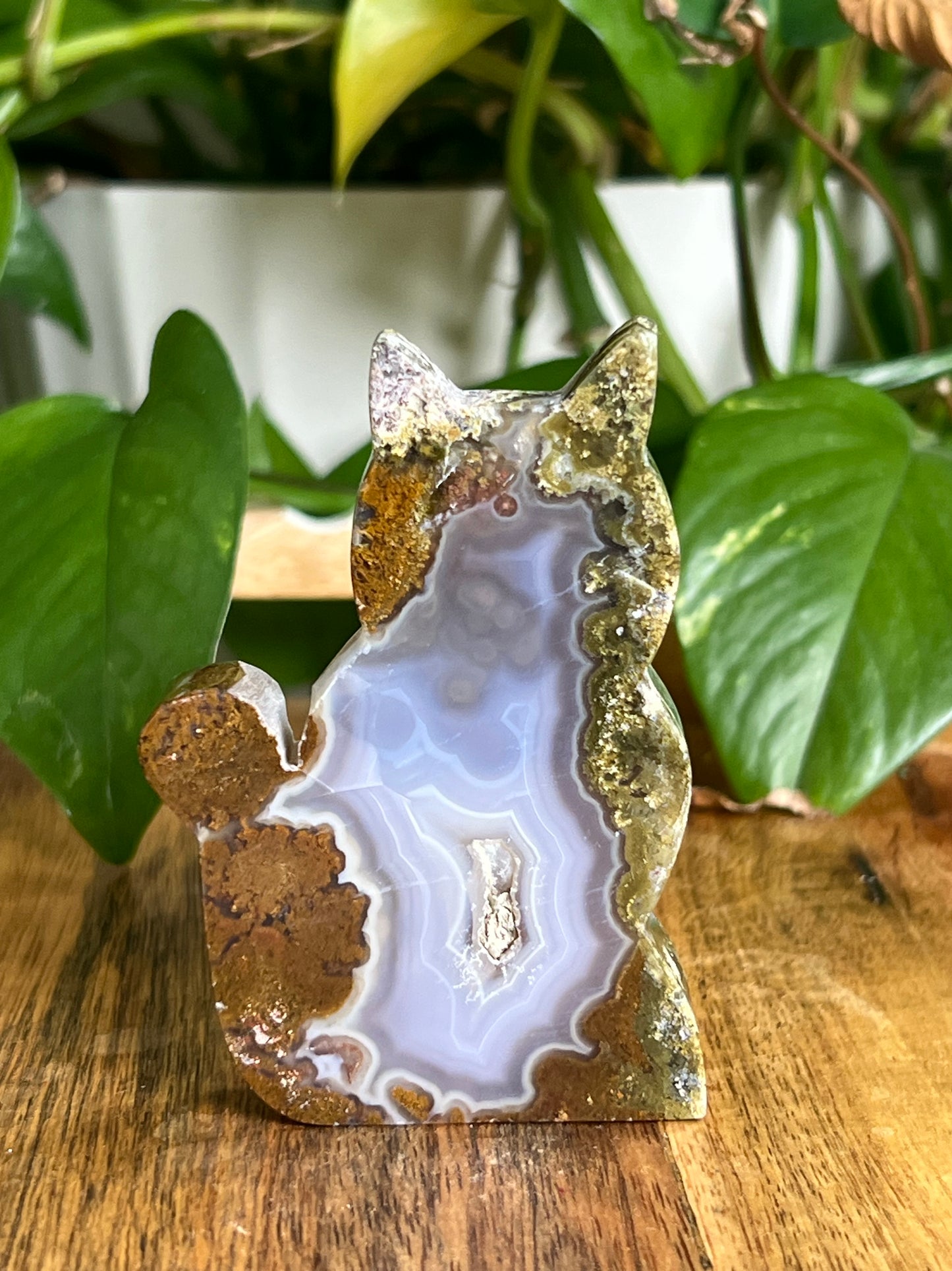 Scenic Moss Agate Cat HS
