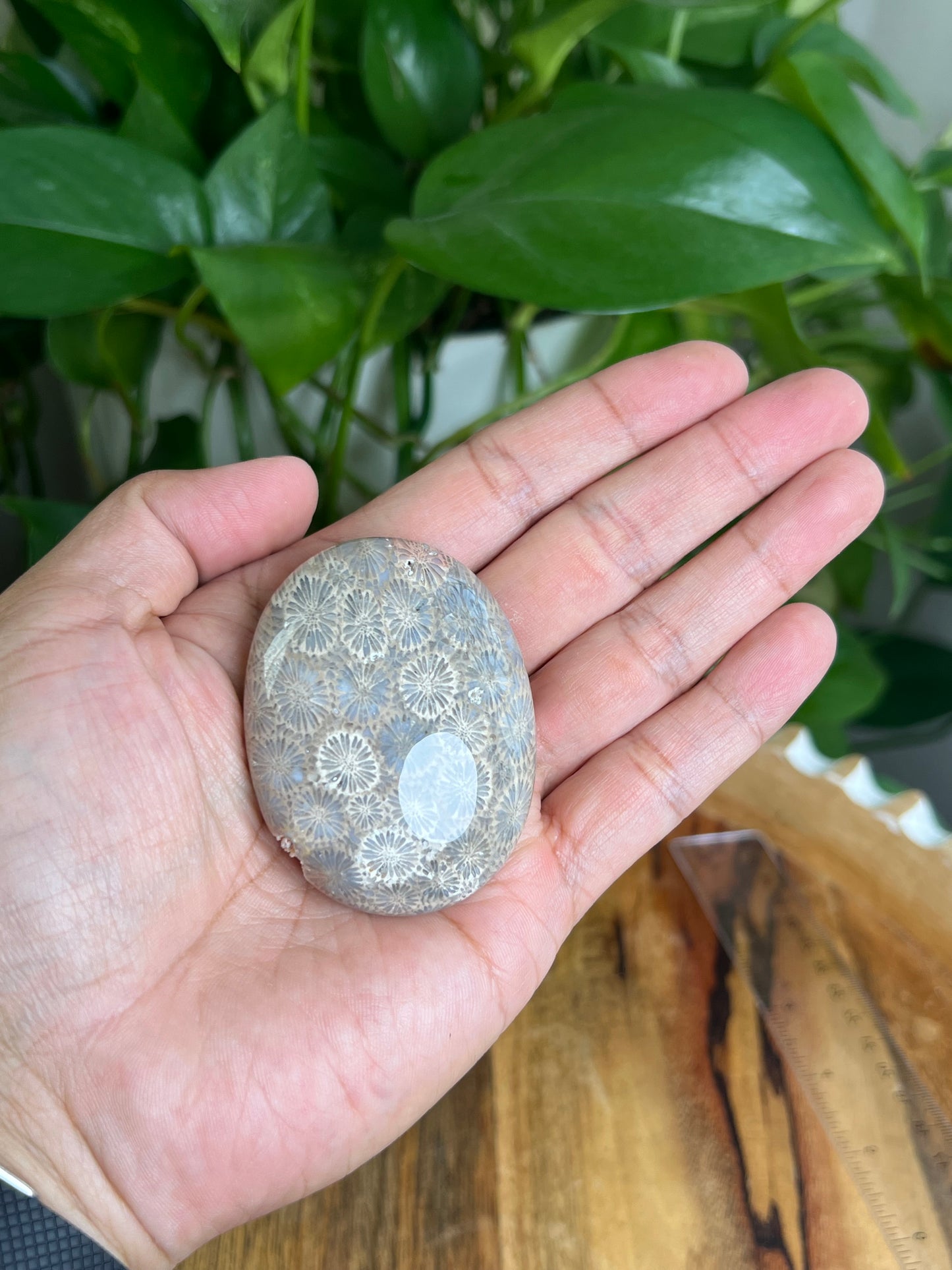 Fossil Coral Palmstone: MA