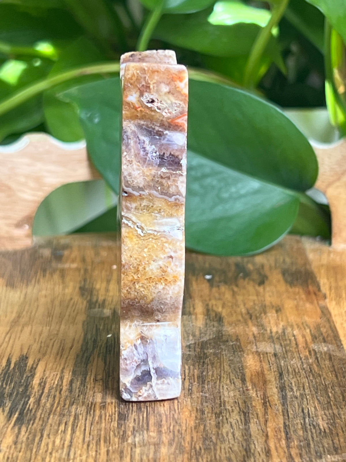 Indonesian Amethyst Cat: CB