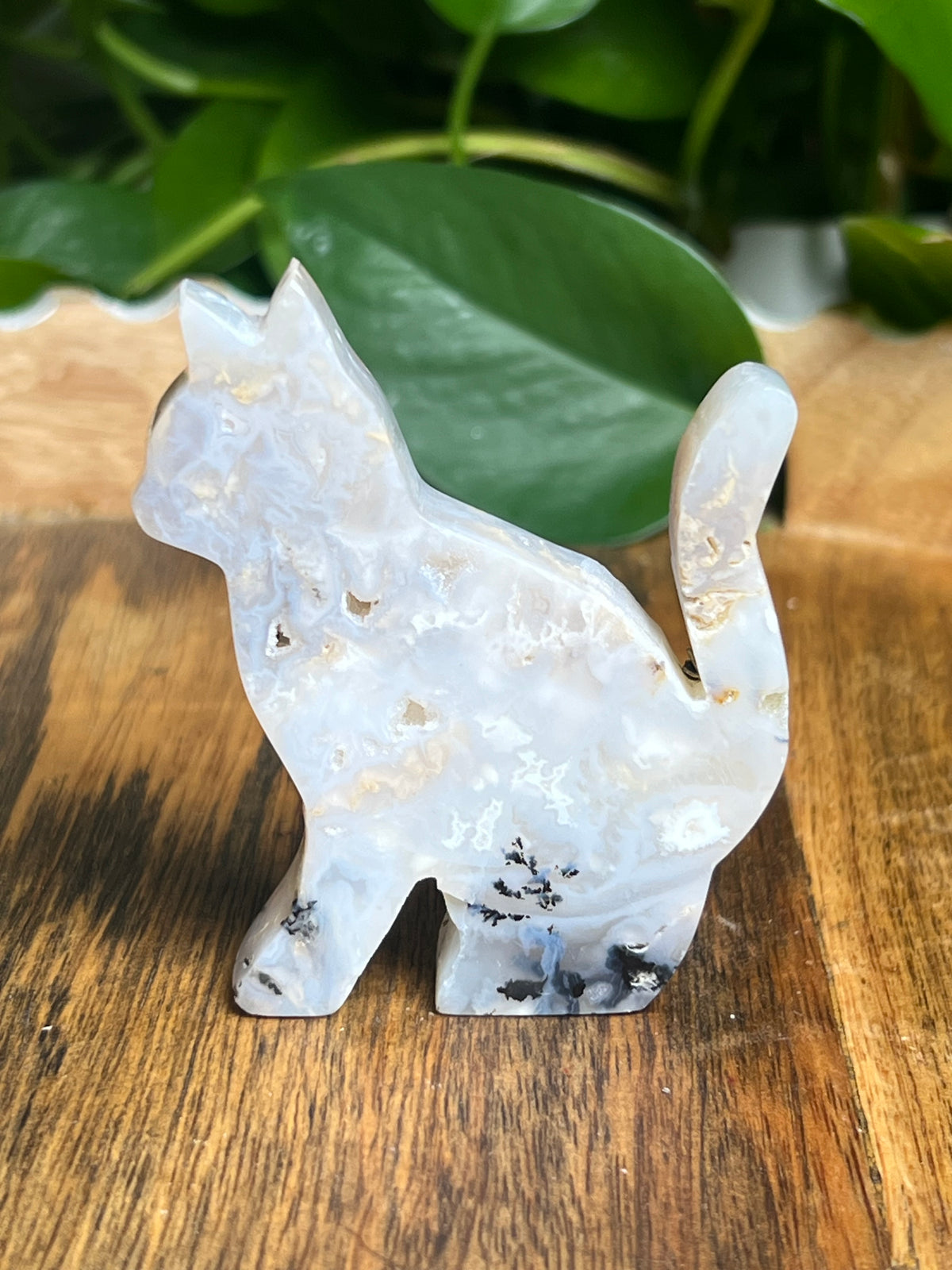 Dendritic Tiger Agate Cat: PA