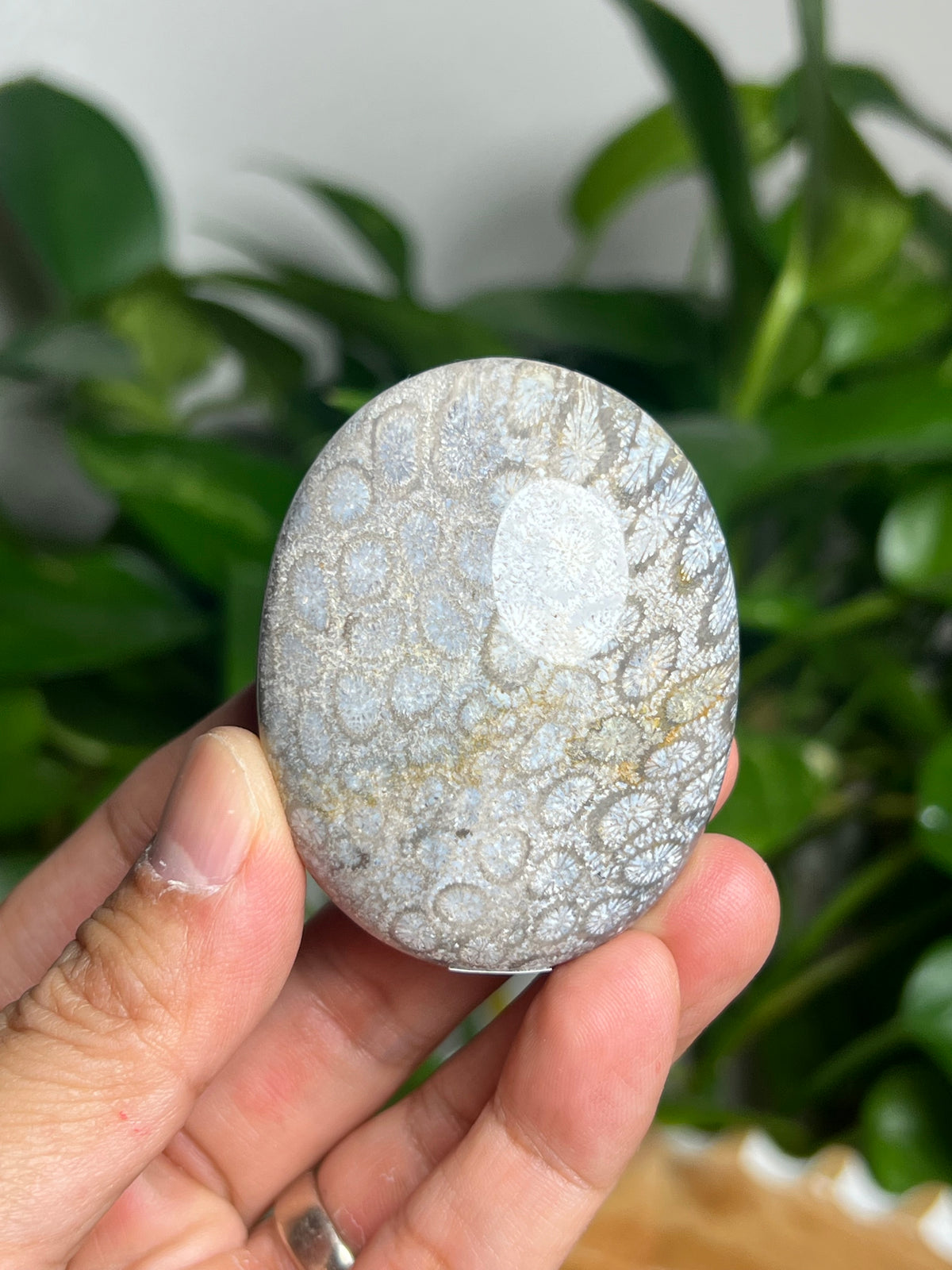 Fossil Coral Palmstone: AG