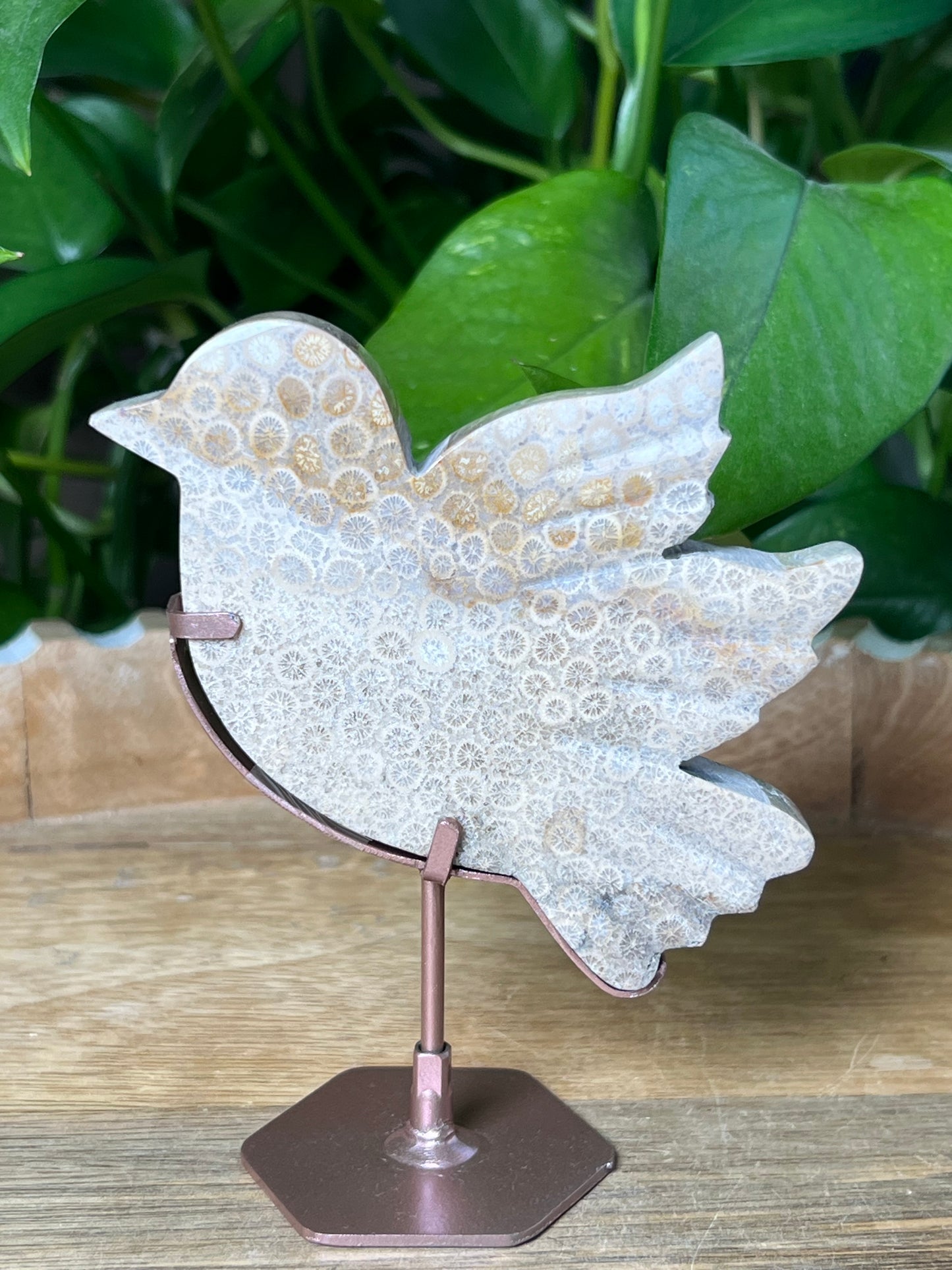 Fossil Coral Bird